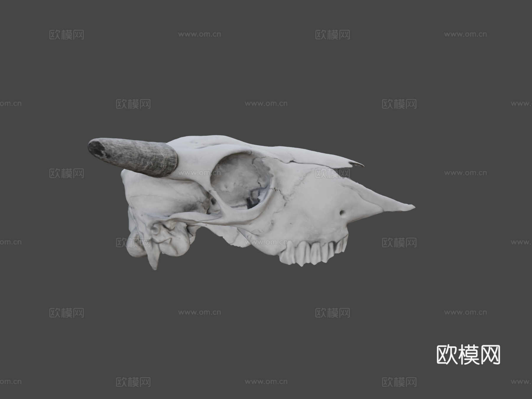 小野牛头骨su模型