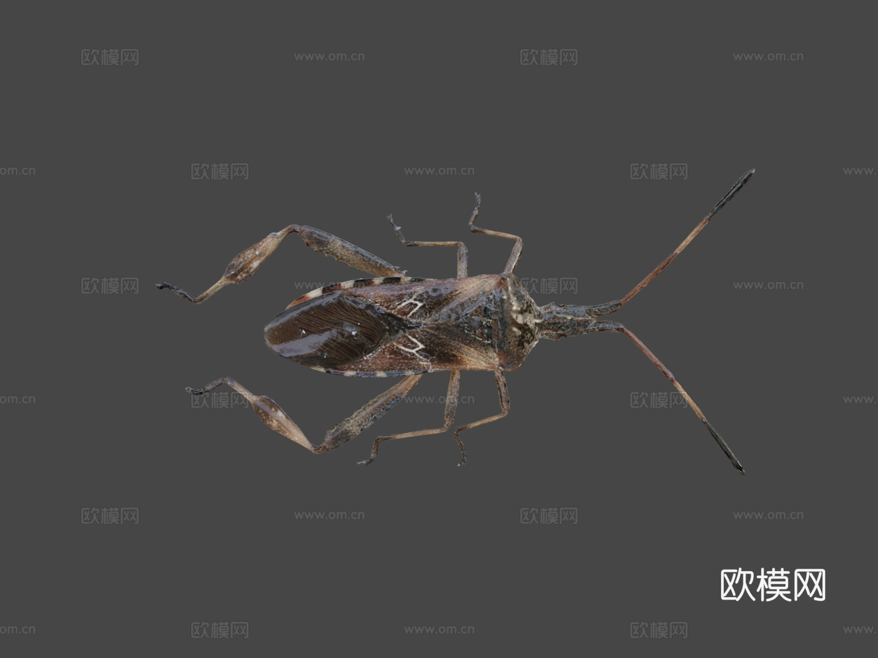 西方瘦足蝽自然历史数字档案DiNArDasu模型