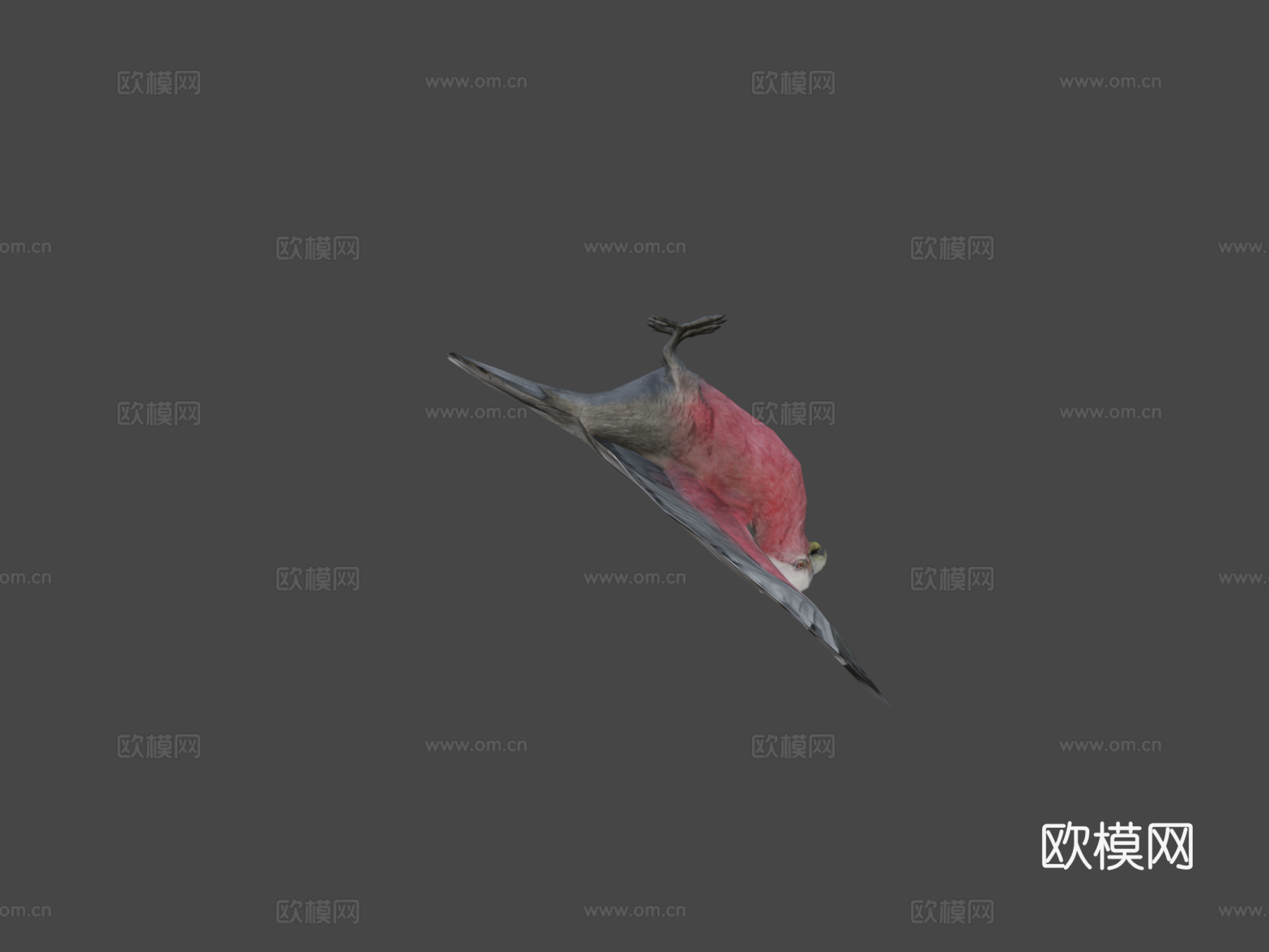 澳大利亚粉红鹦鹉低多边形移动版su模型
