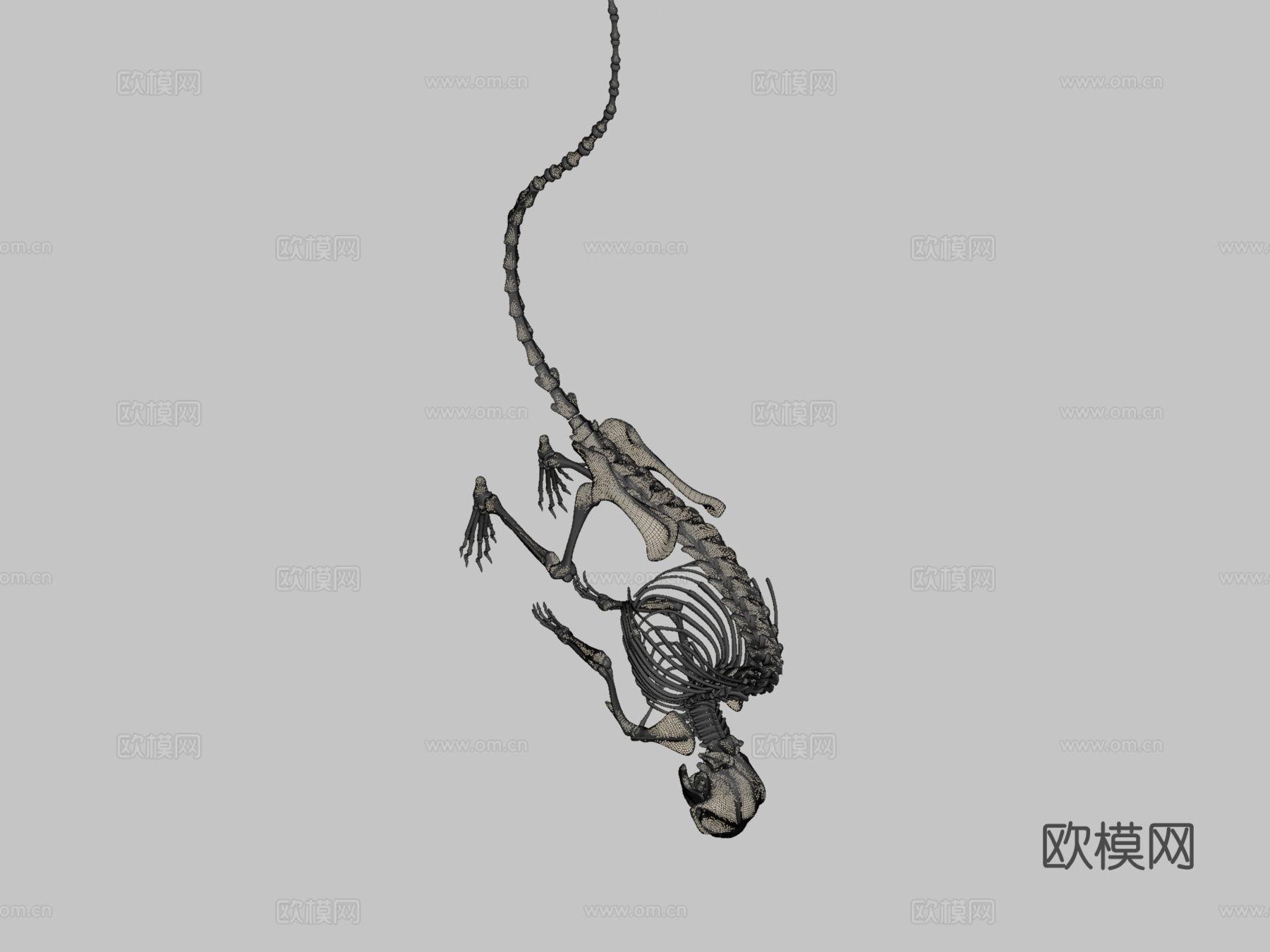 老鼠骨架su模型