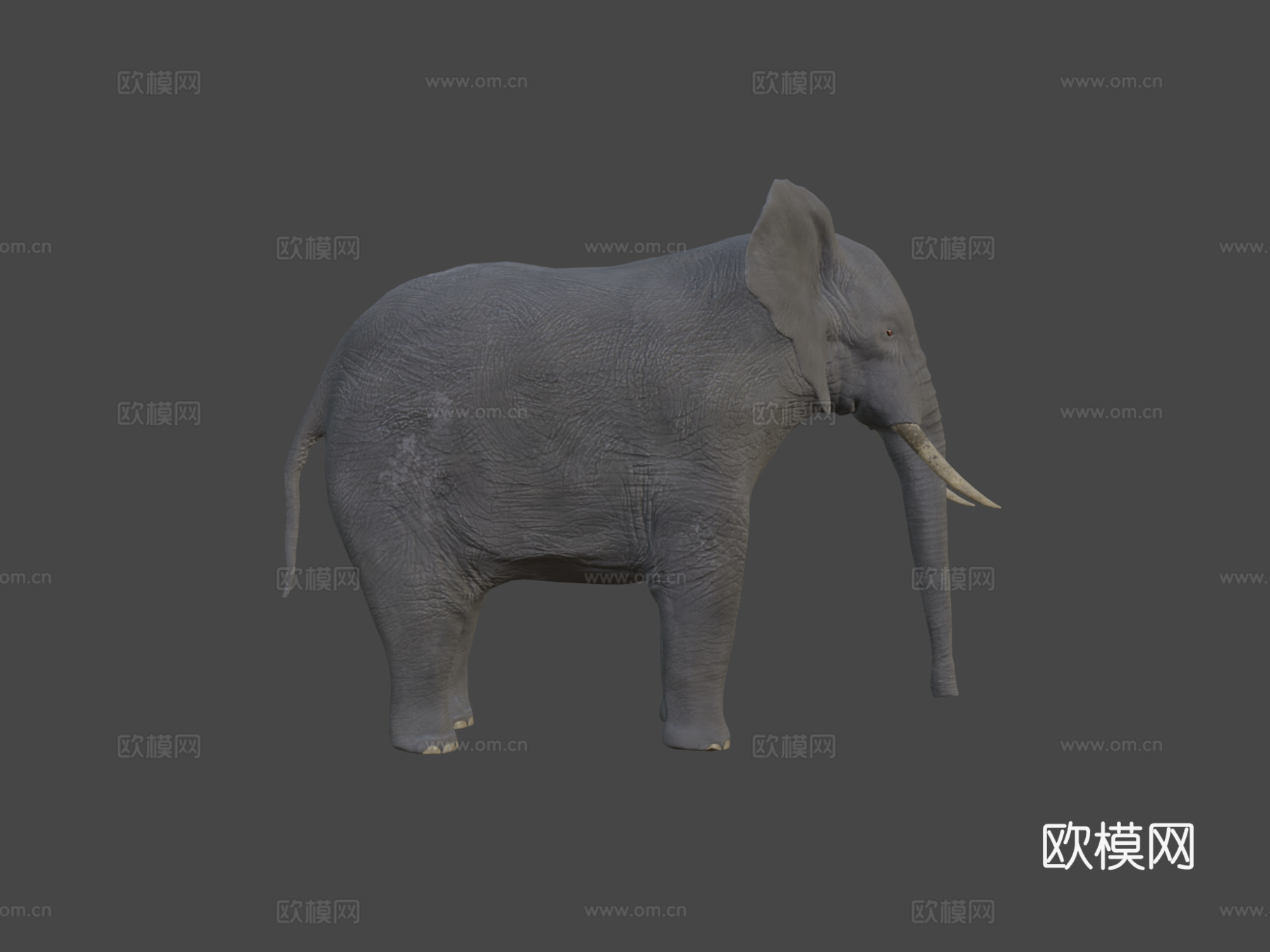 非洲象su模型下载（渲染图7）