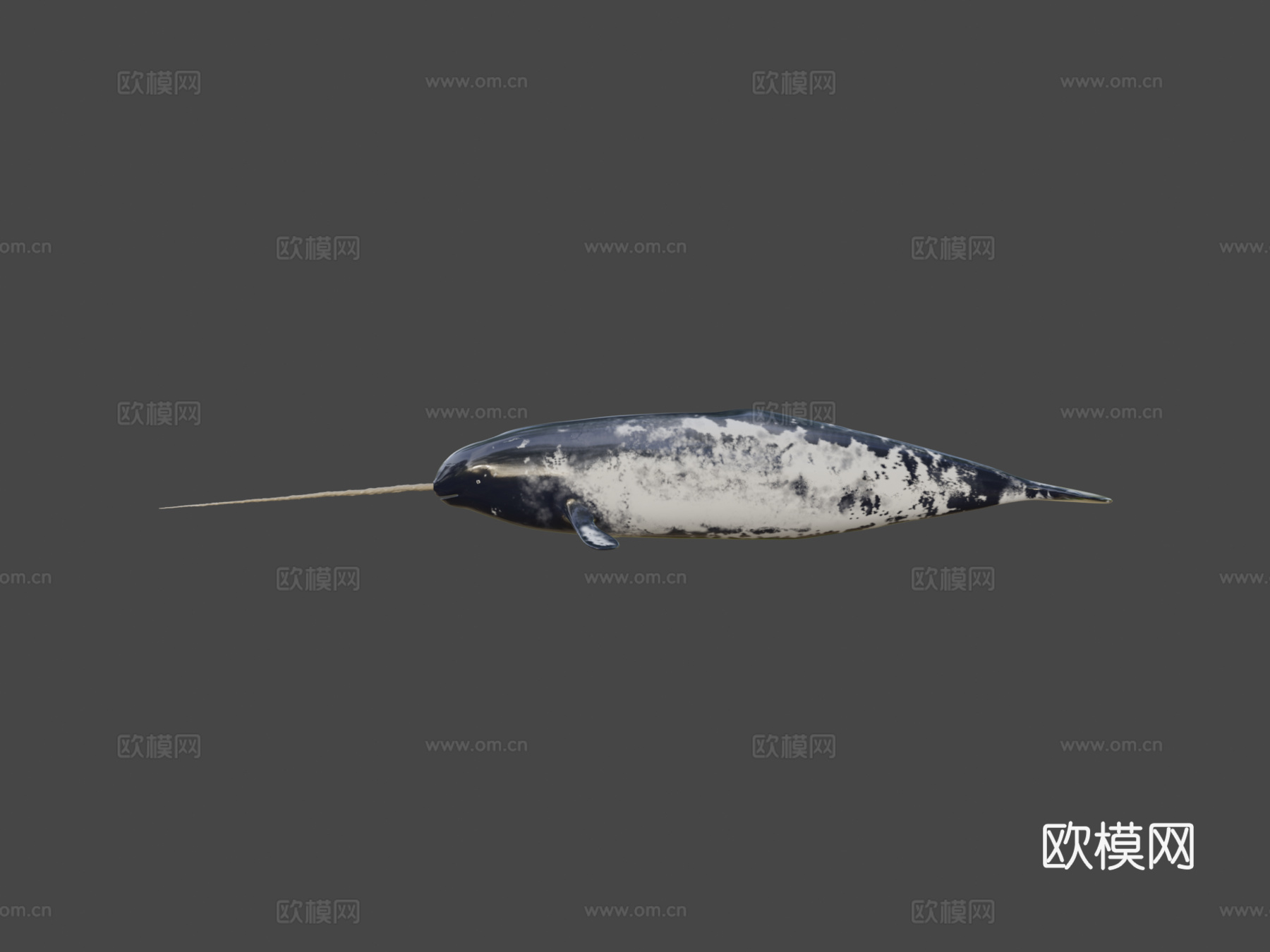 独角鲸一角鲸属su模型