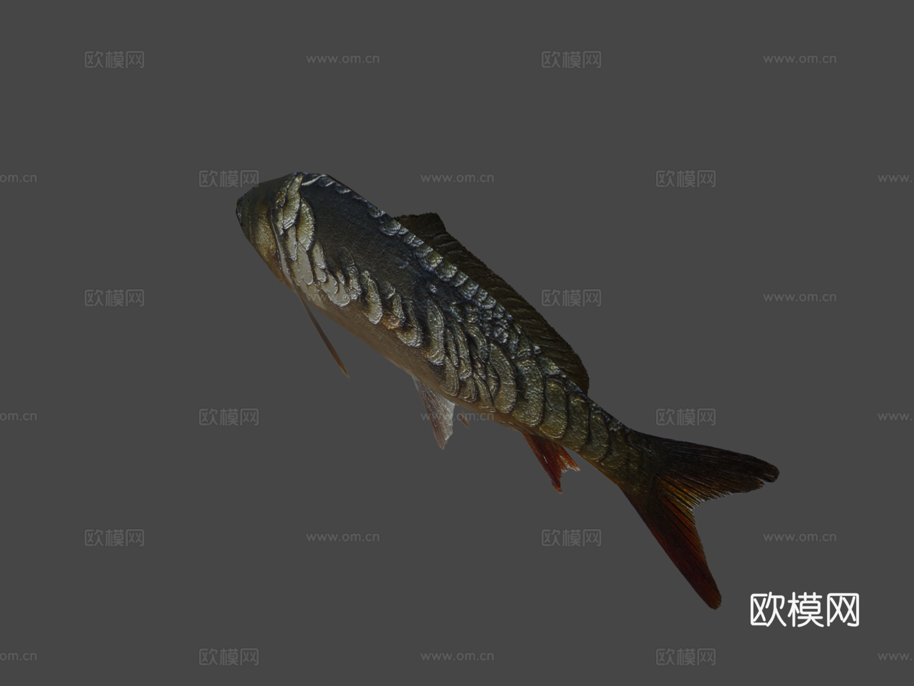 镜鲤su模型下载（渲染图7）