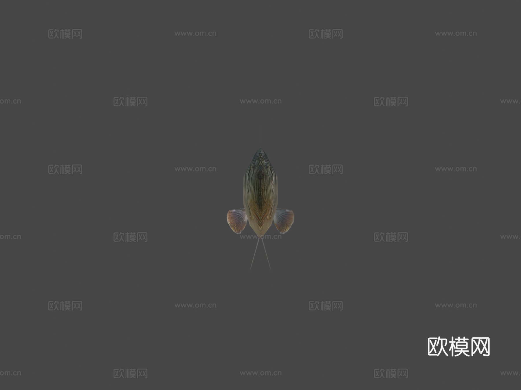 镜鲤su模型下载（渲染图5）