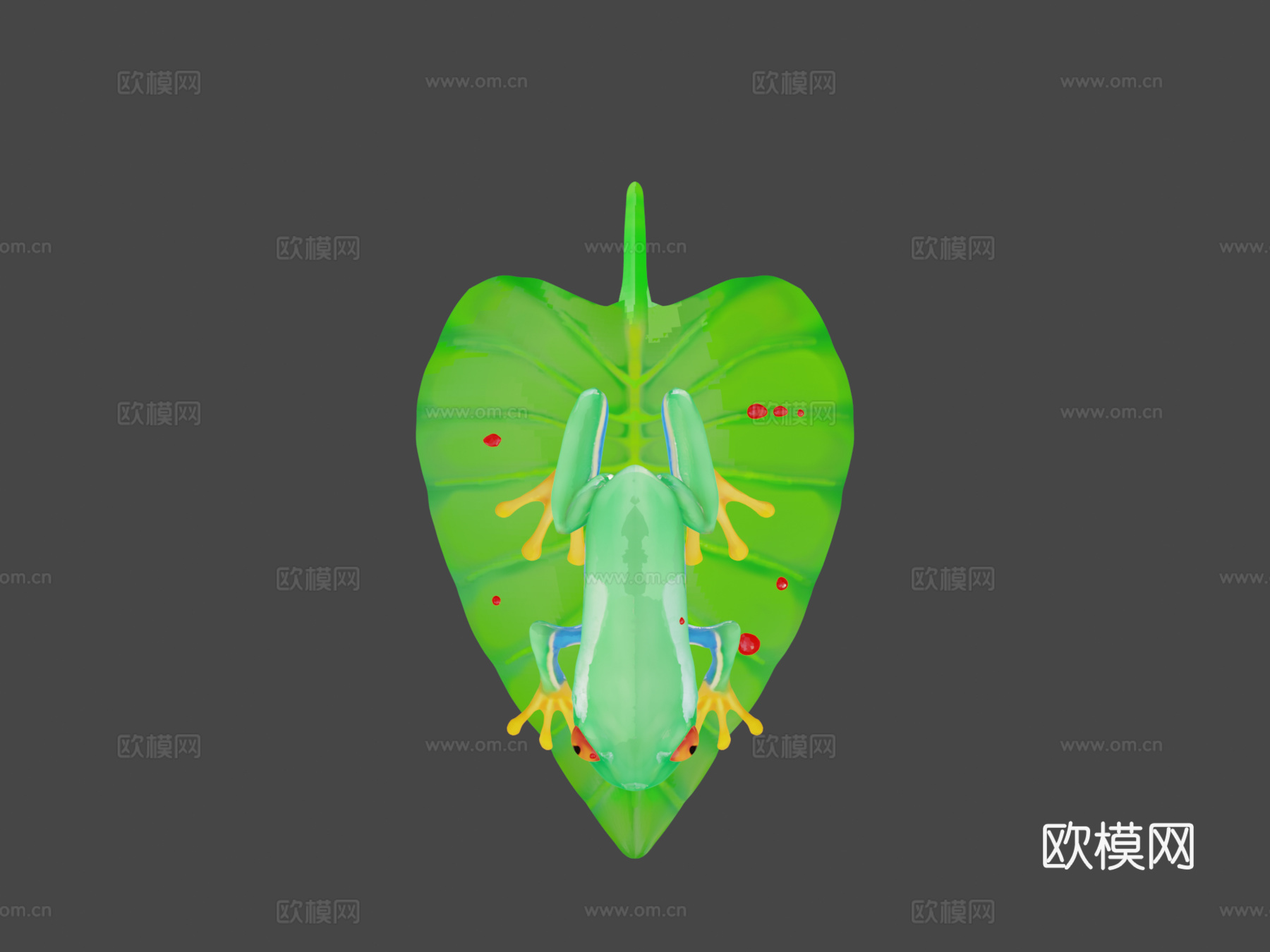 红眼树蛙su模型下载（渲染图8）