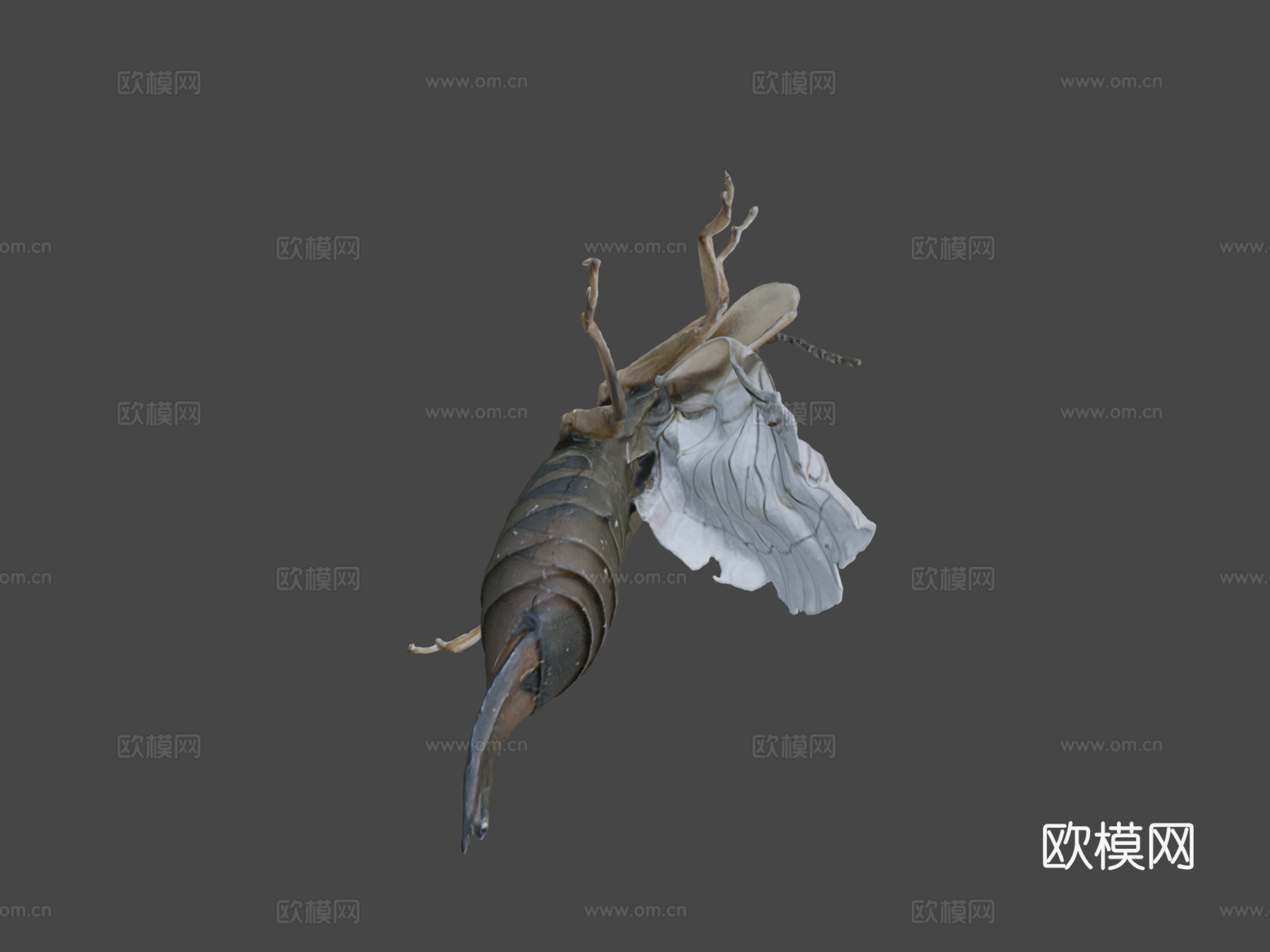 欧洲蠼螋自然历史数字档案库su模型下载（渲染图7）