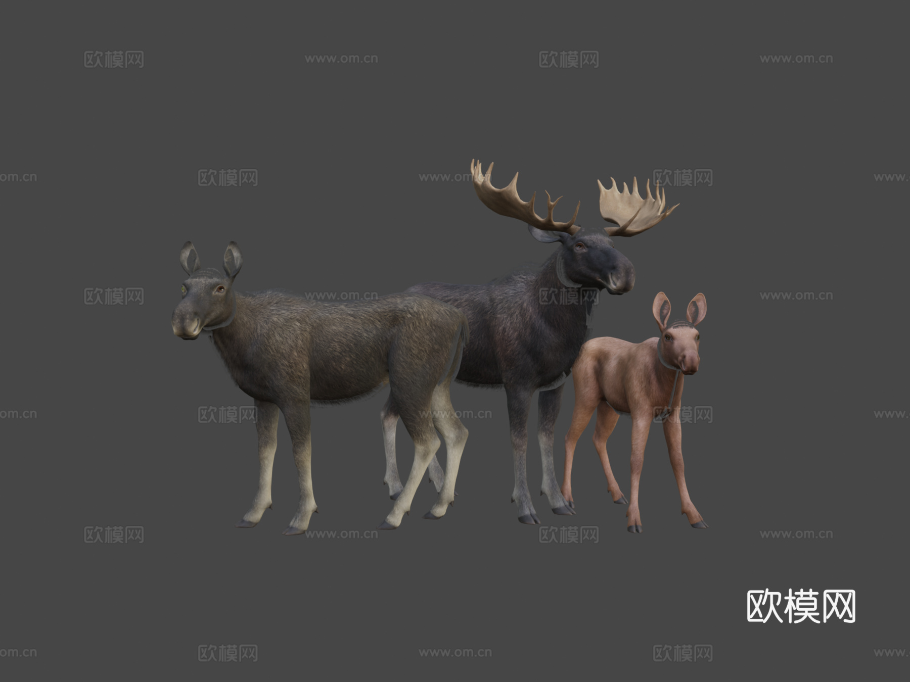 驼鹿家庭马鹿1su模型