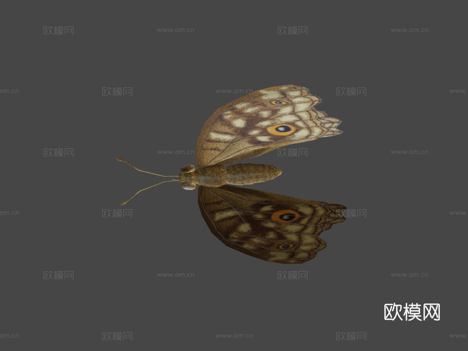 柑橘凤蝶绑定su模型