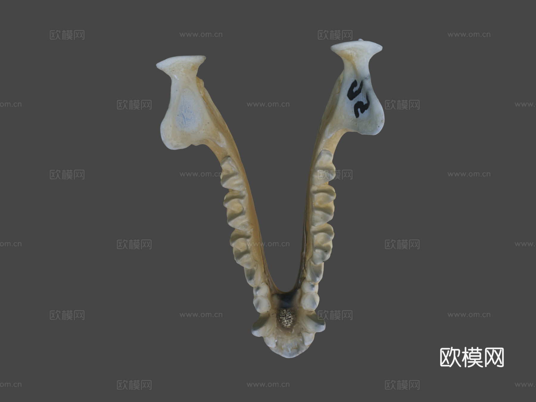 鼠耳蝠自然历史数字档案库su模型