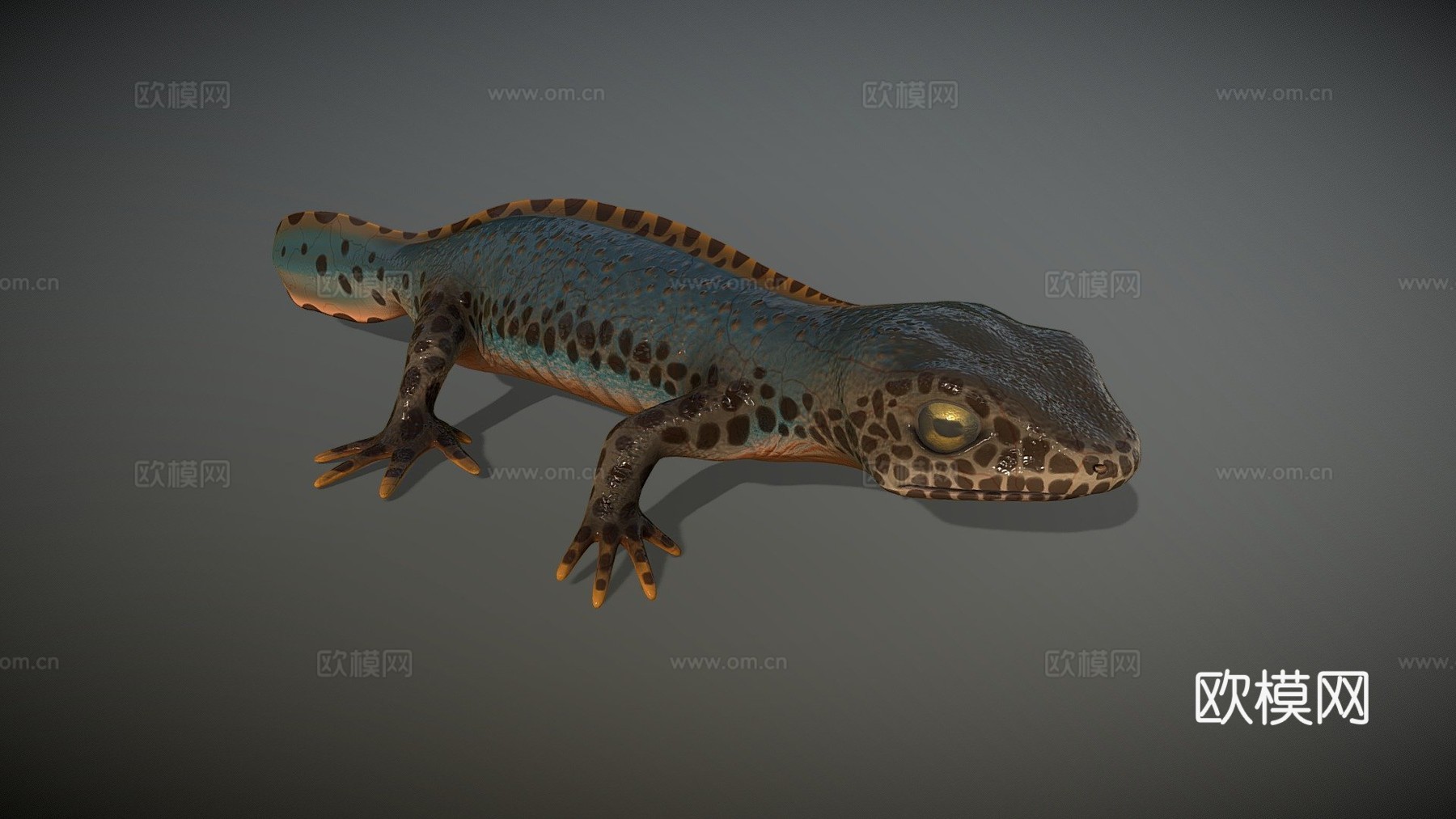 高山蝾螈su模型下载（渲染图1）