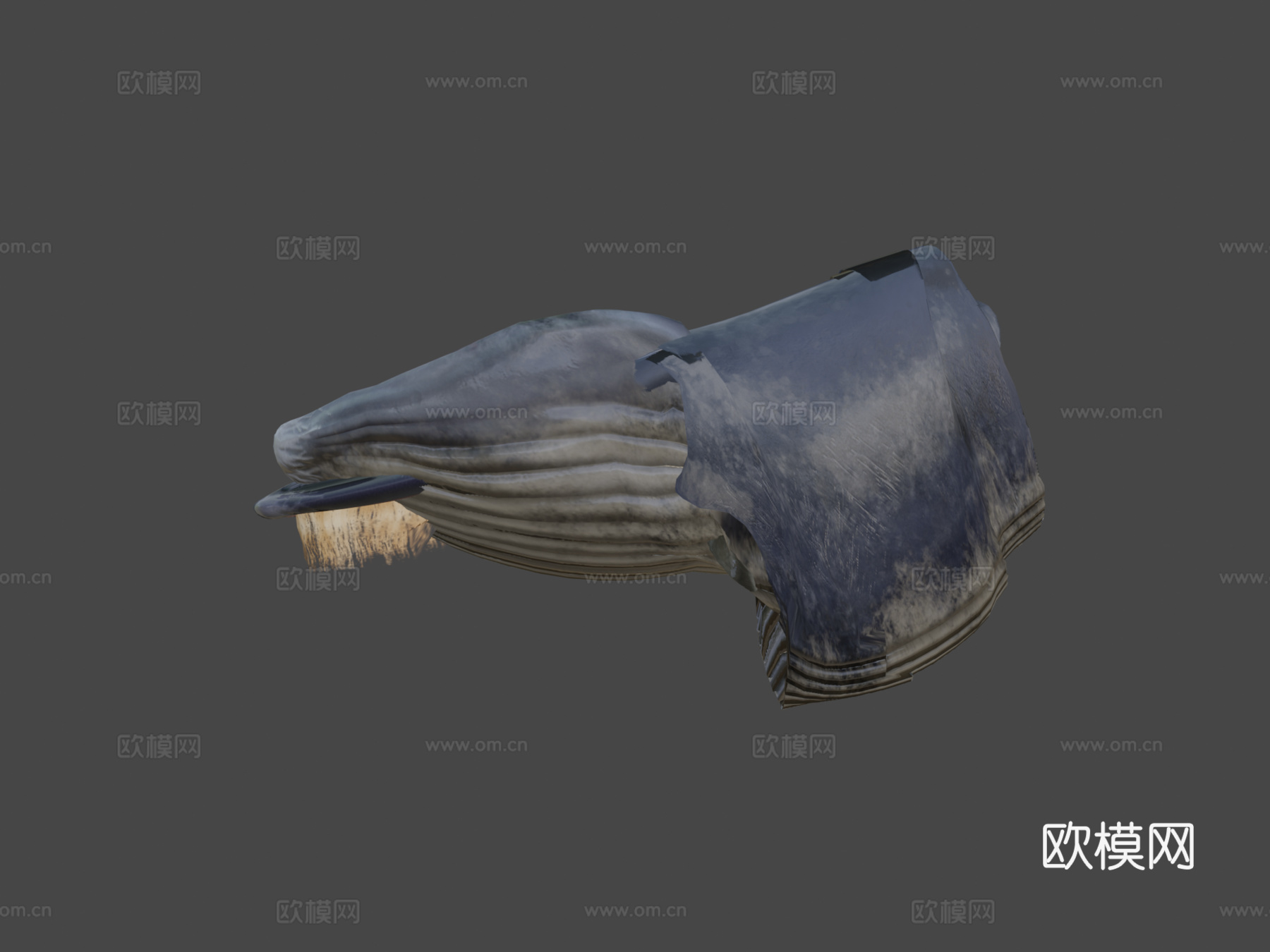 蓝鲸动画版su模型