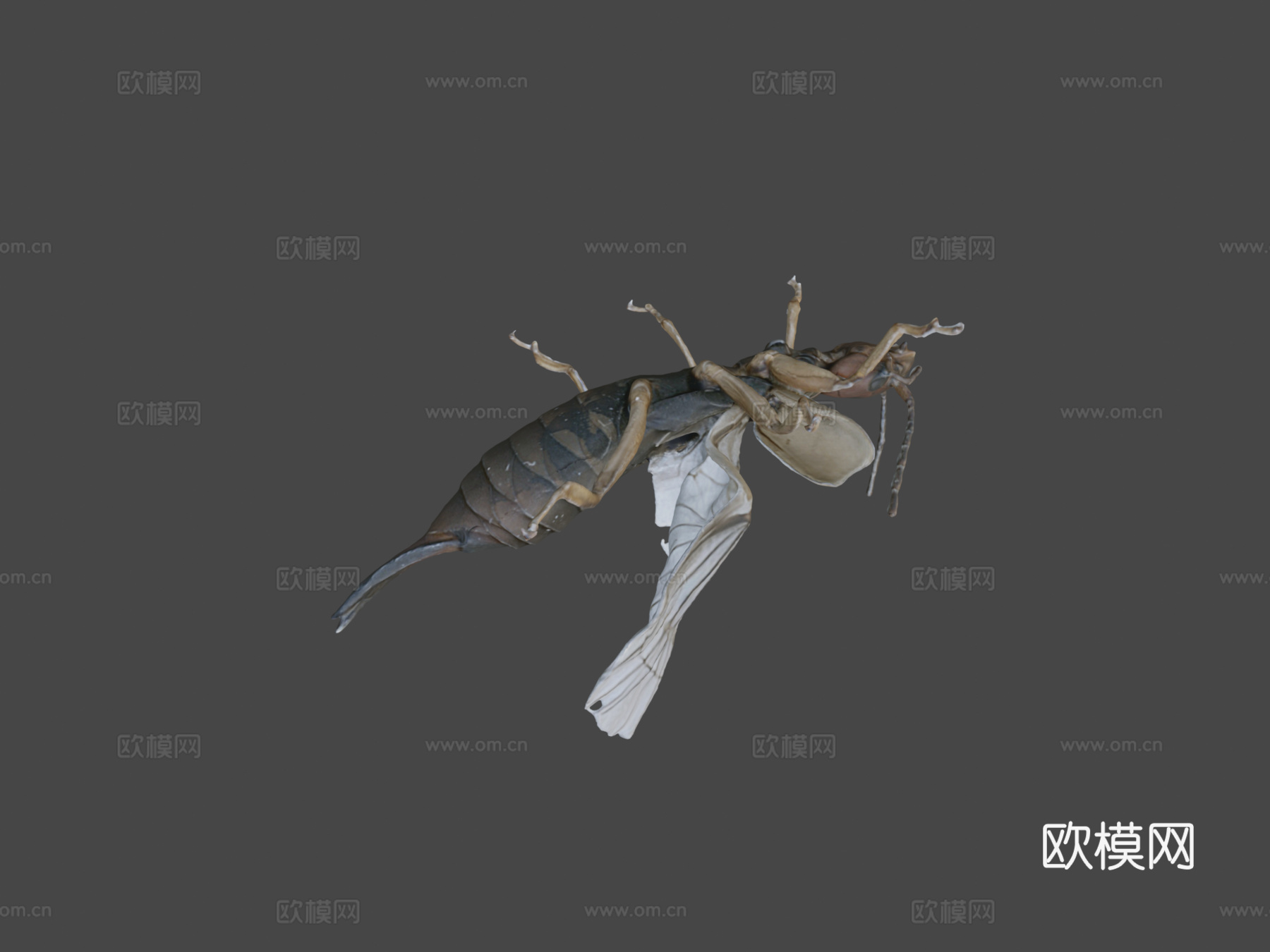 欧洲蠼螋自然历史数字档案库su模型下载（渲染图5）