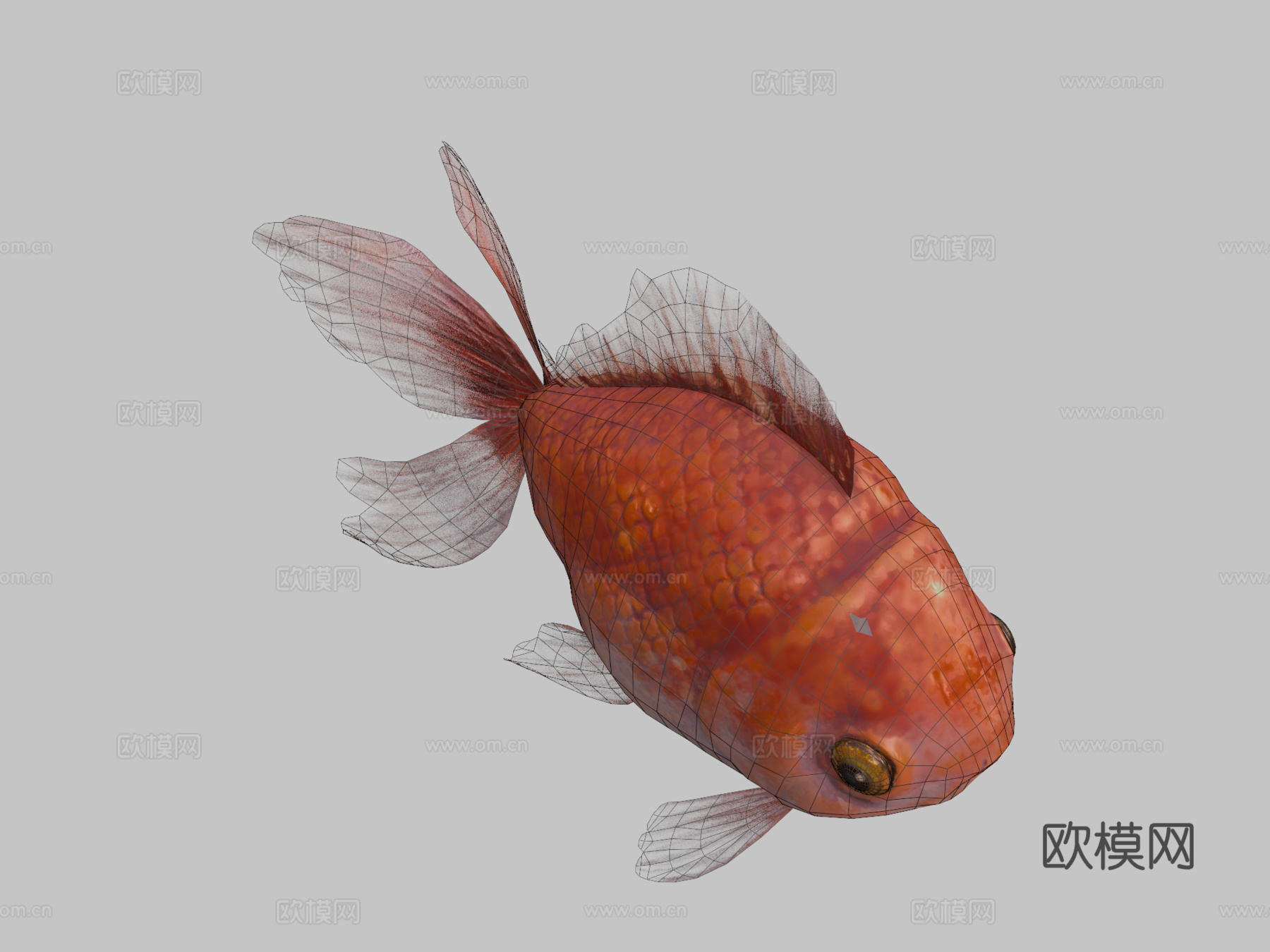 金鱼su模型