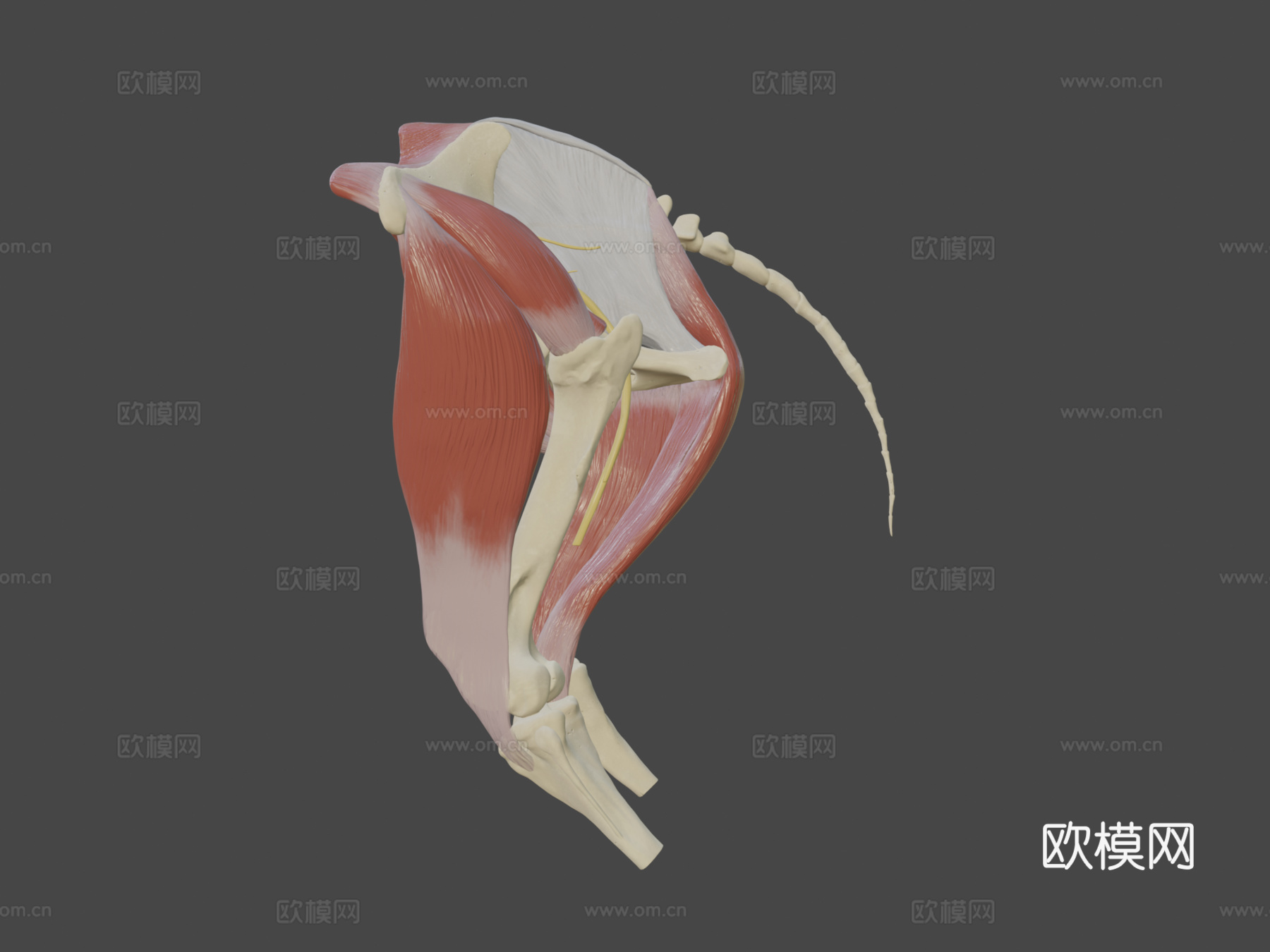 马骶髂区神经分布su模型