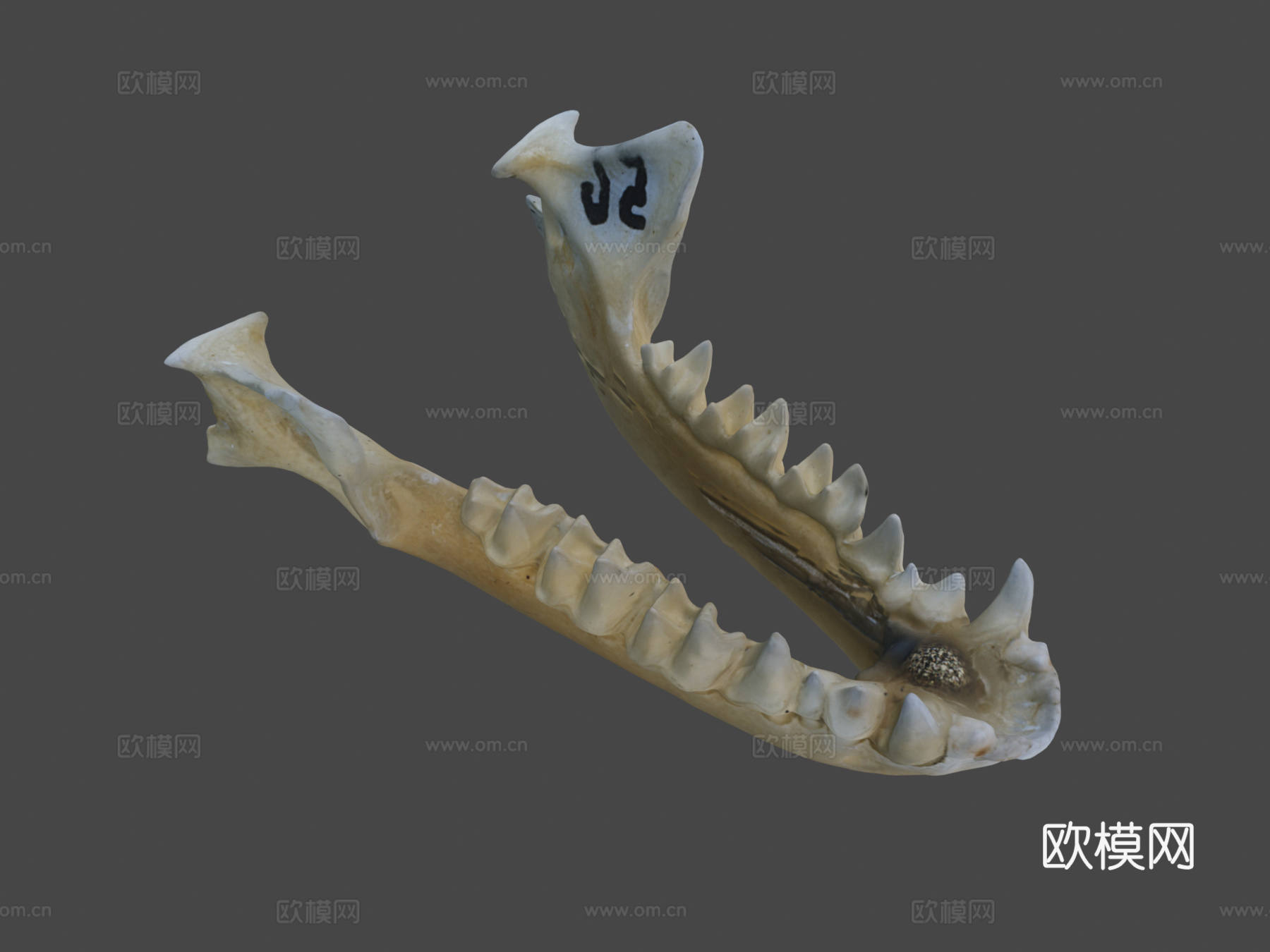 鼠耳蝠自然历史数字档案库su模型