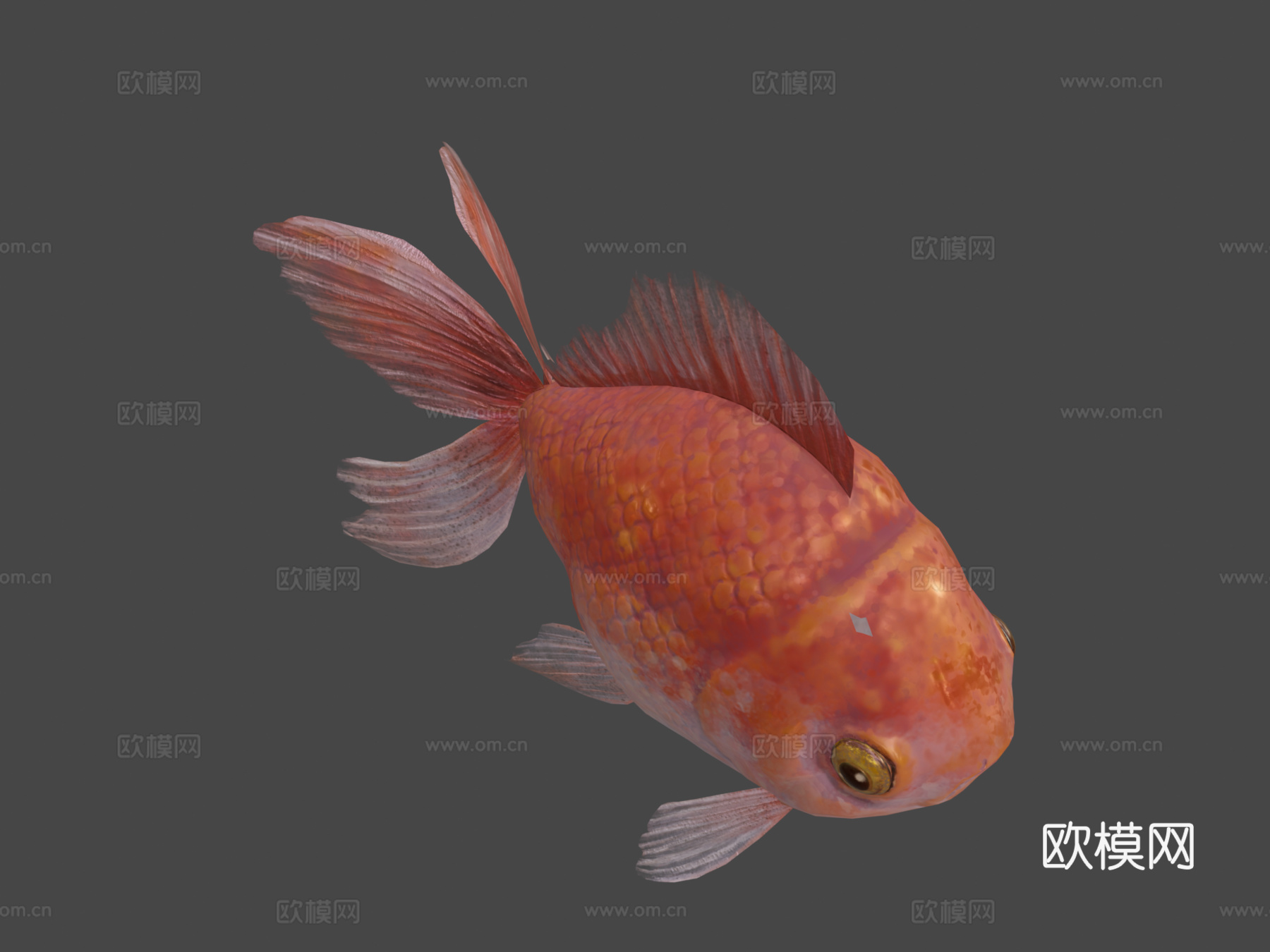 金鱼su模型