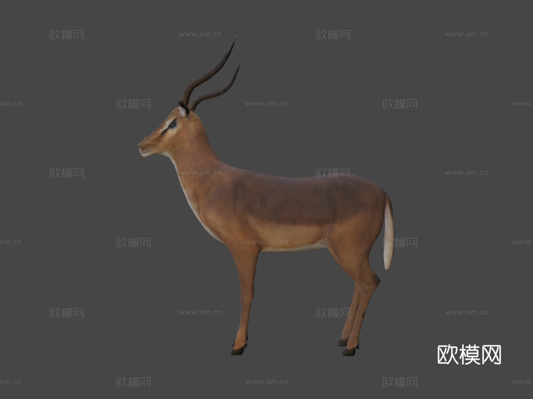 黑斑羚su模型
