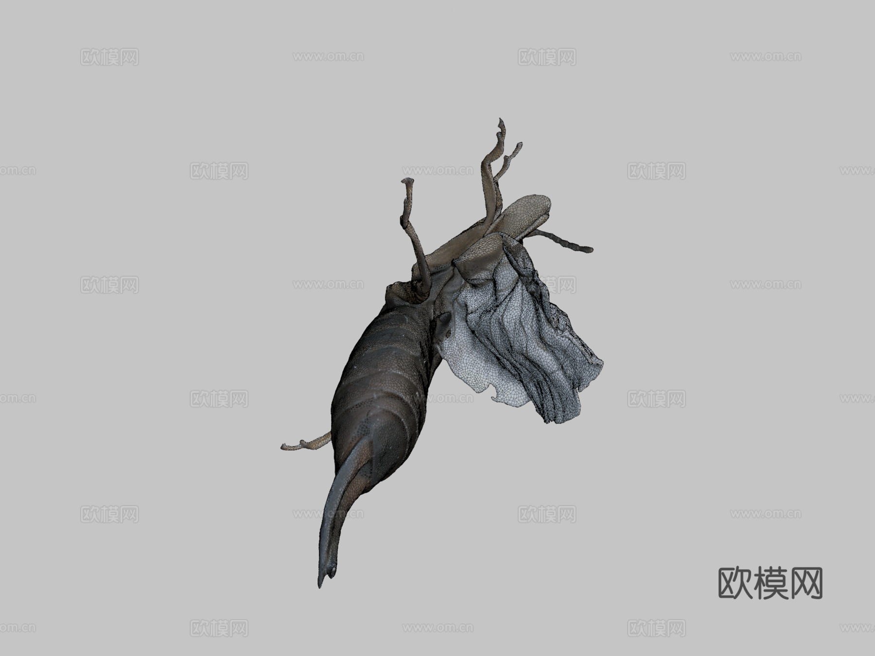 欧洲蠼螋自然历史数字档案库su模型下载（渲染图2）