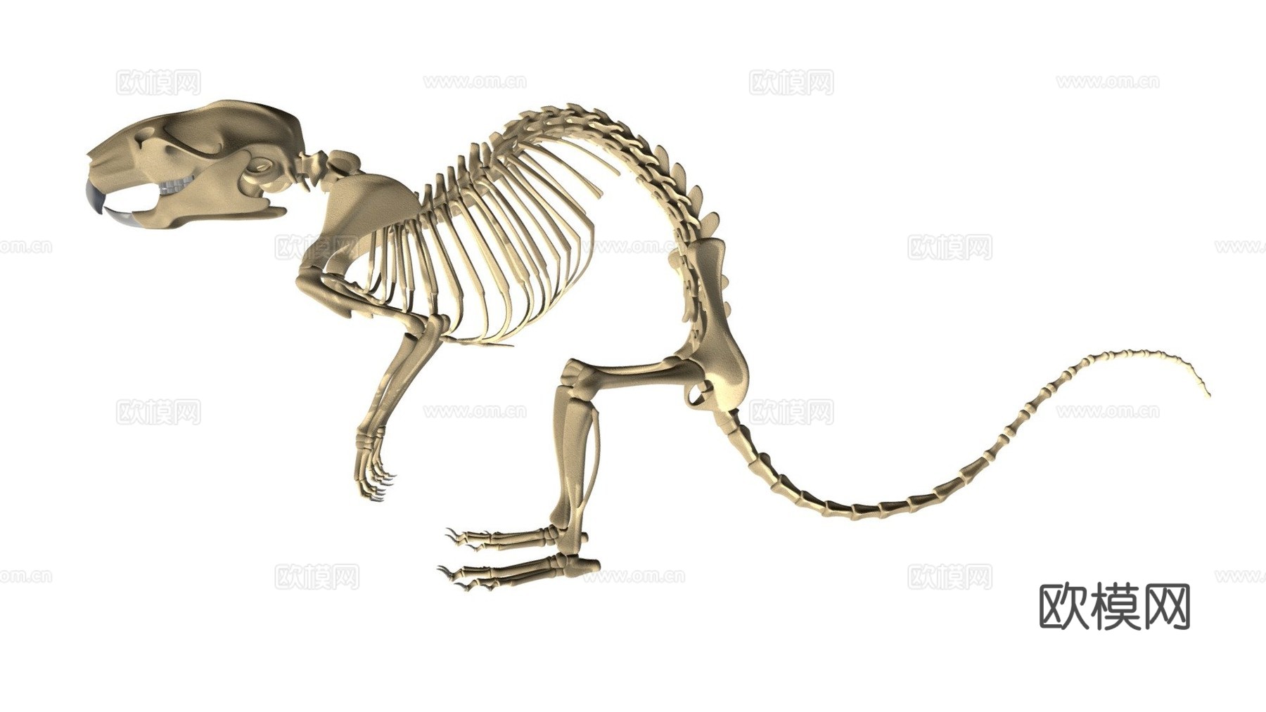 老鼠骨架su模型