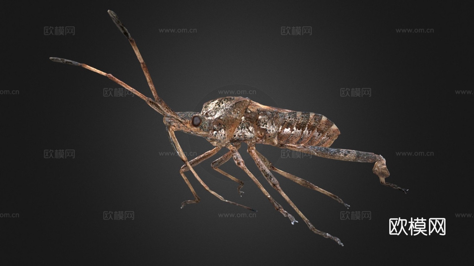 西方瘦足蝽自然历史数字档案DiNArDasu模型