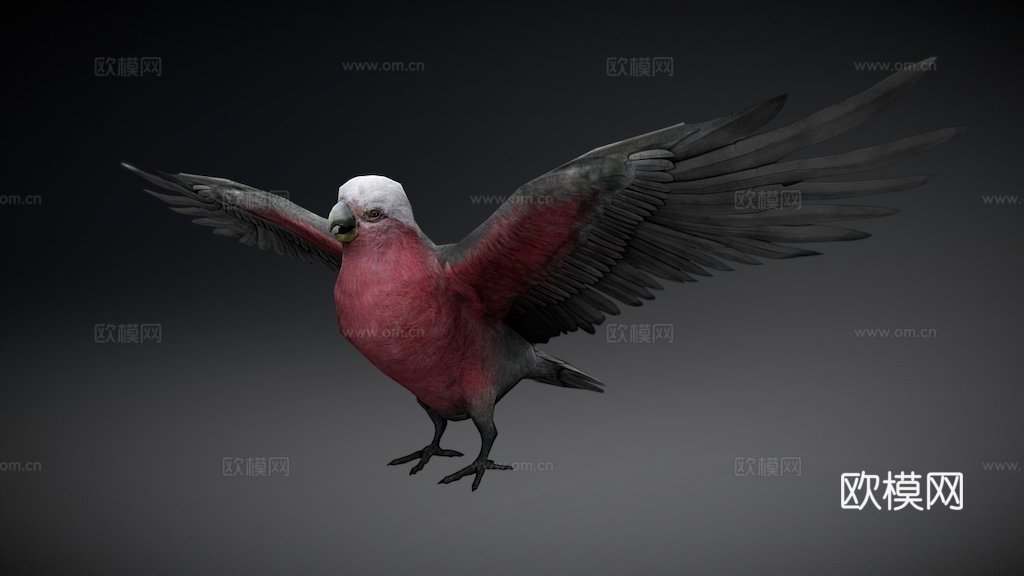 澳大利亚粉红鹦鹉低多边形移动版su模型
