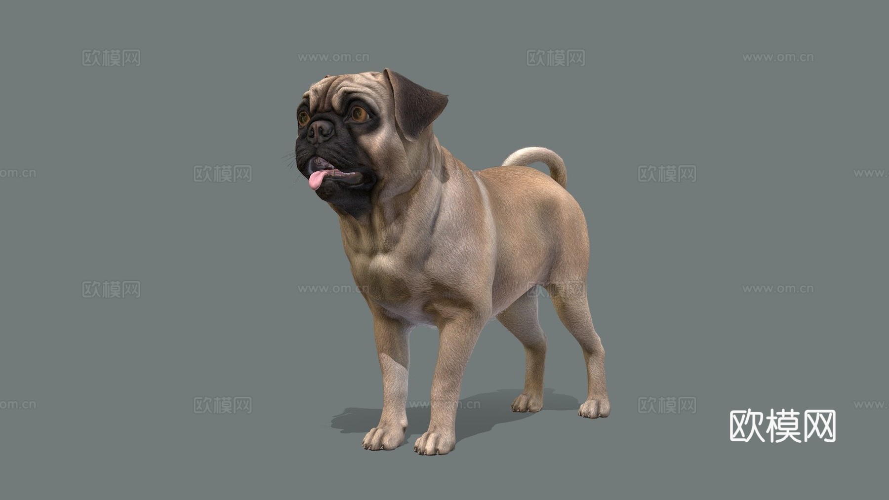 狗哈巴狗v2su模型