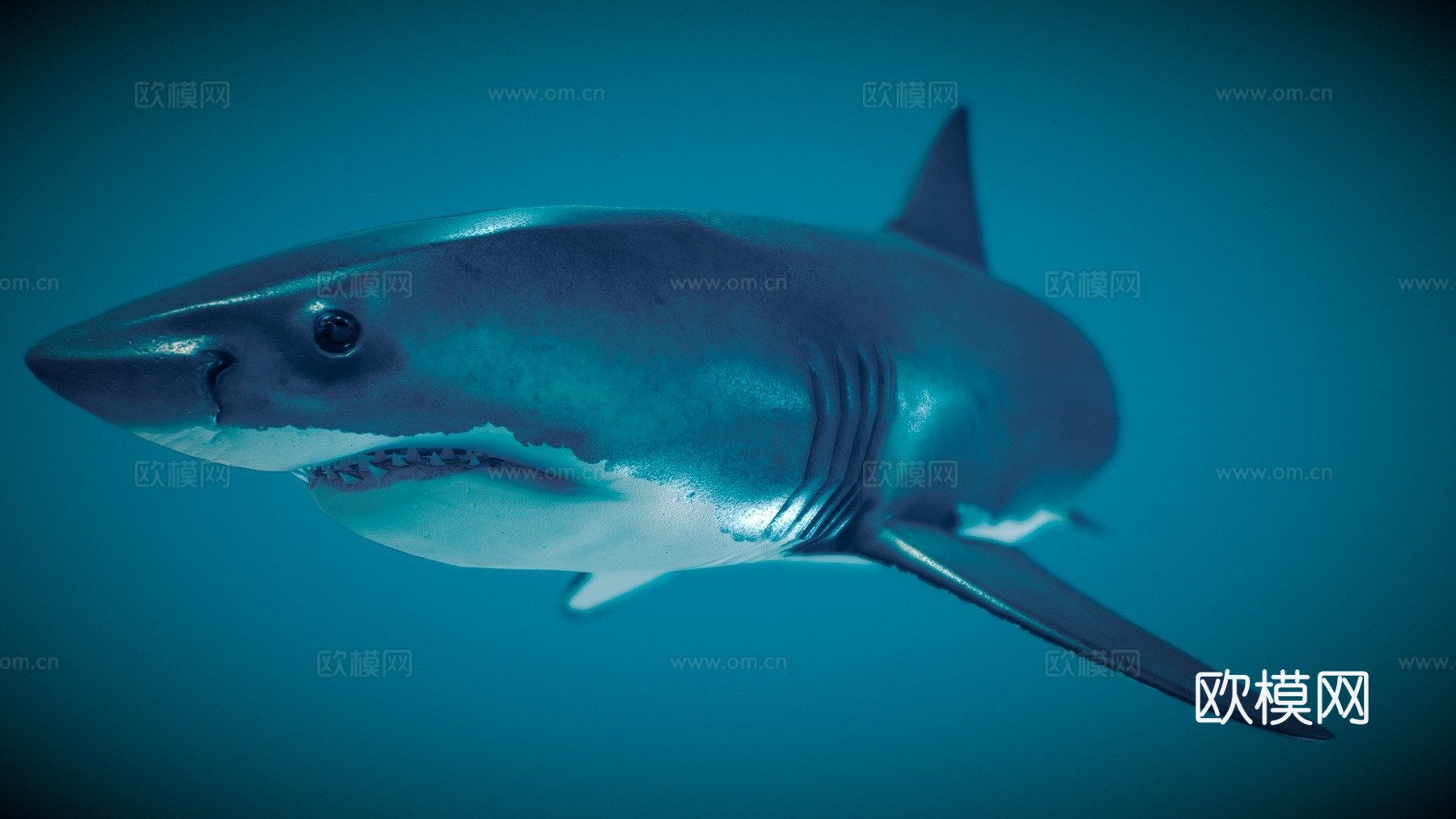 大白鲨噬人鲨su模型