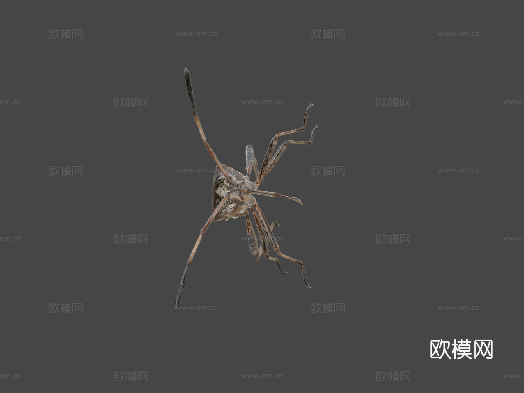 西方瘦足蝽自然历史数字档案DiNArDasu模型