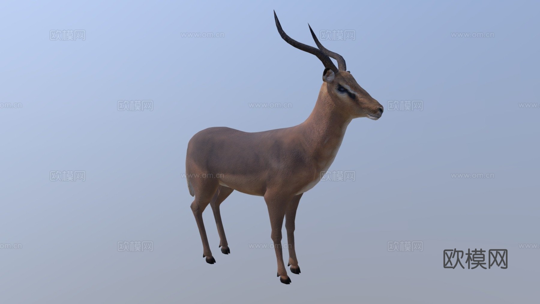 黑斑羚su模型