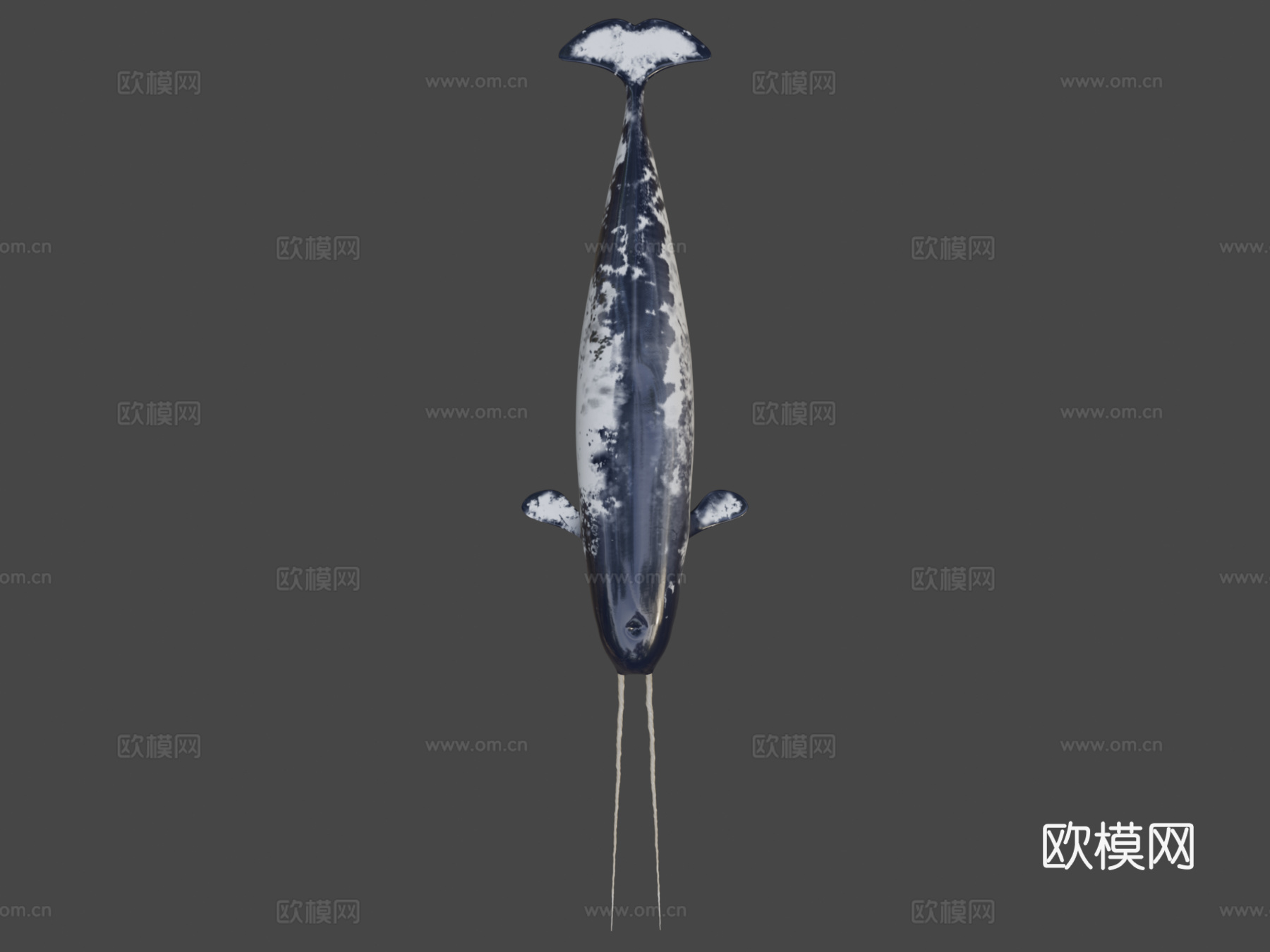 独角鲸一角鲸属su模型