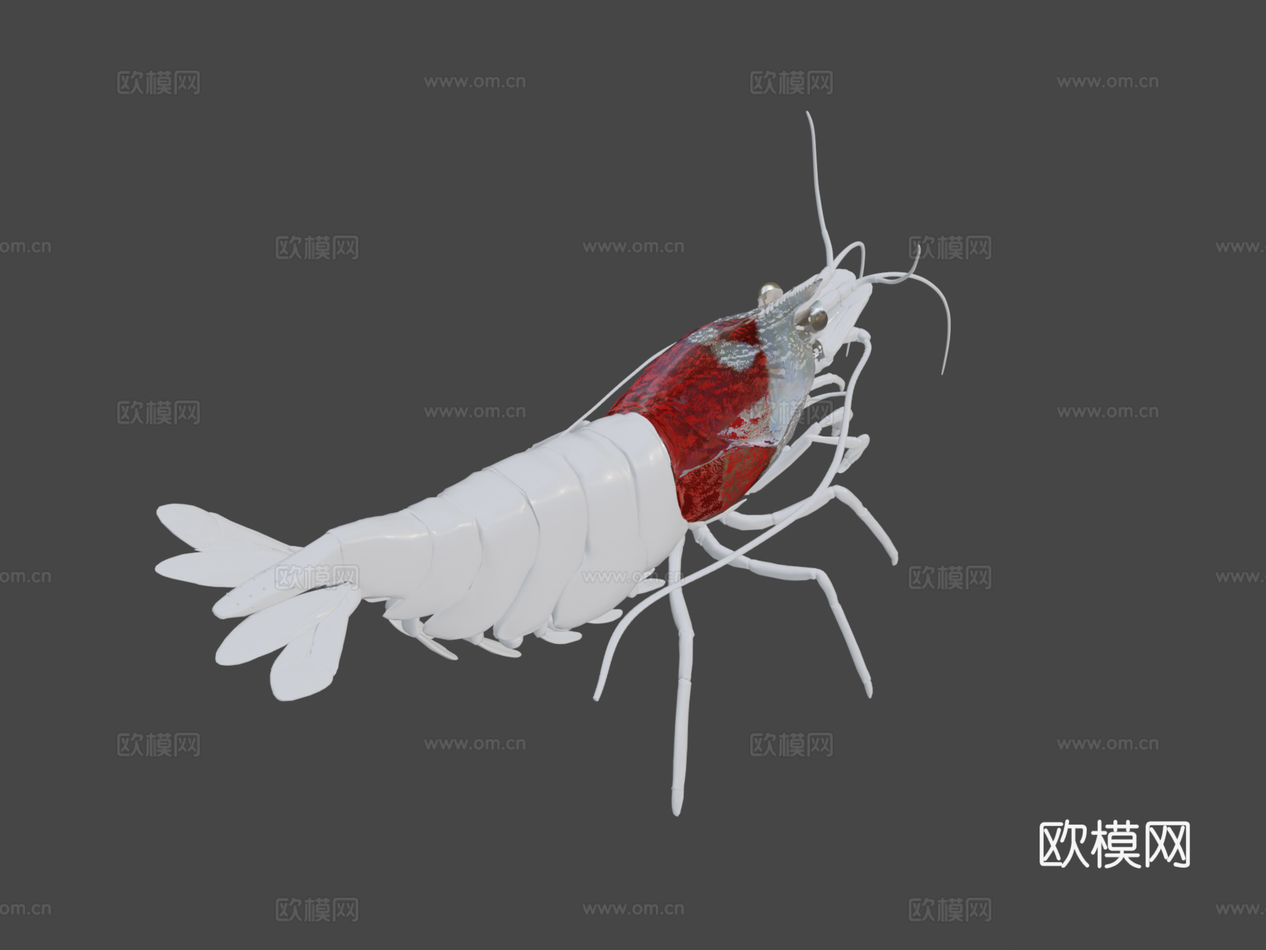 虾纹理测试su模型