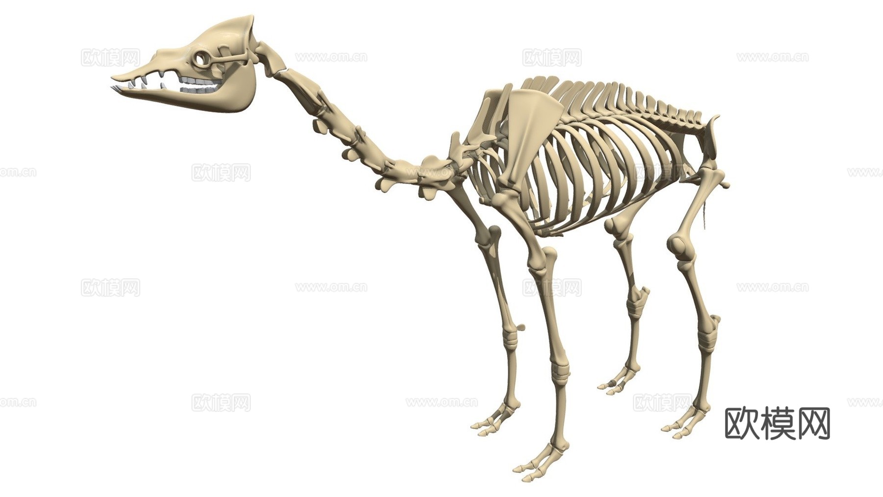 单峰骆驼骨架su模型