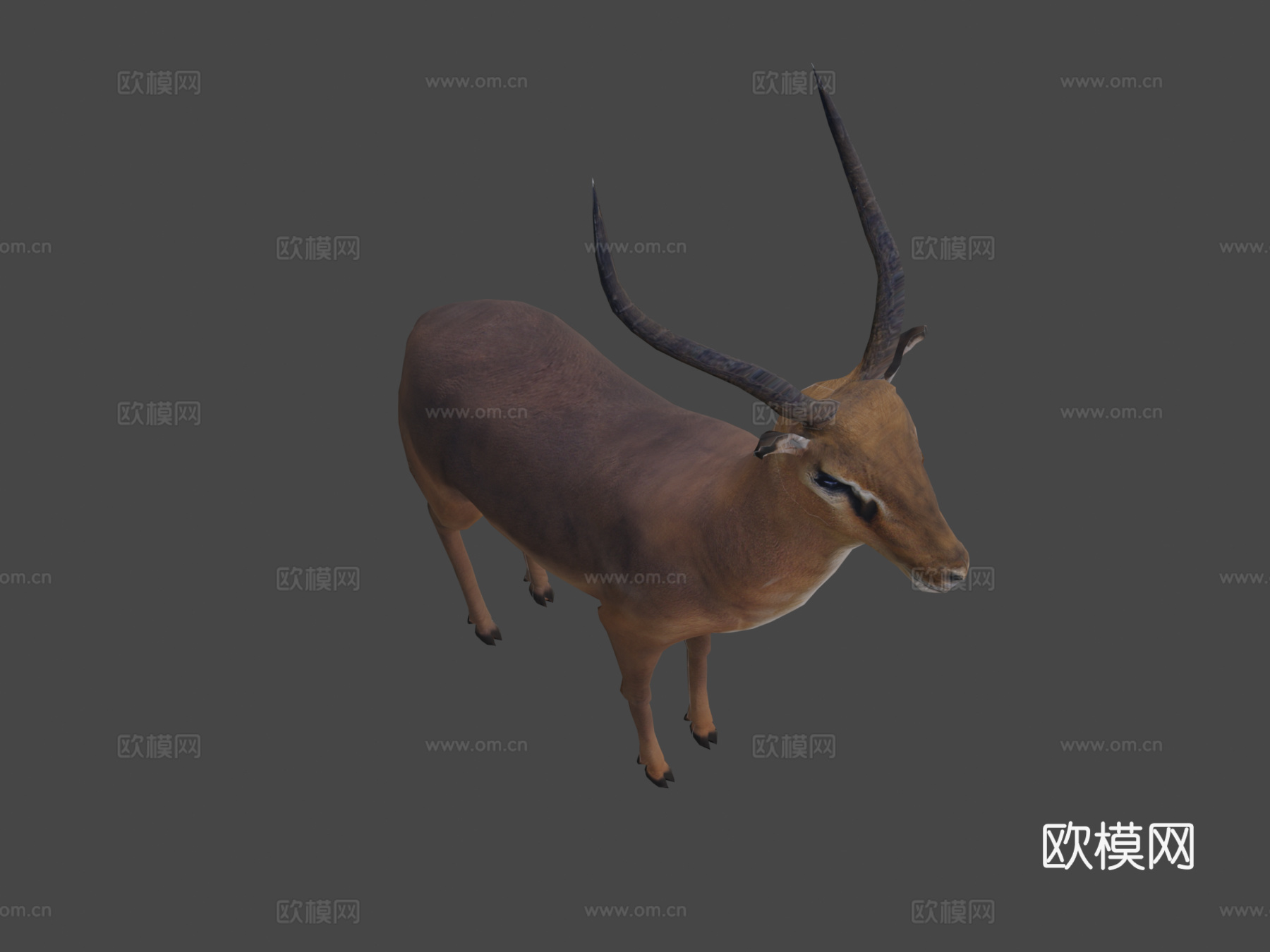 黑斑羚su模型