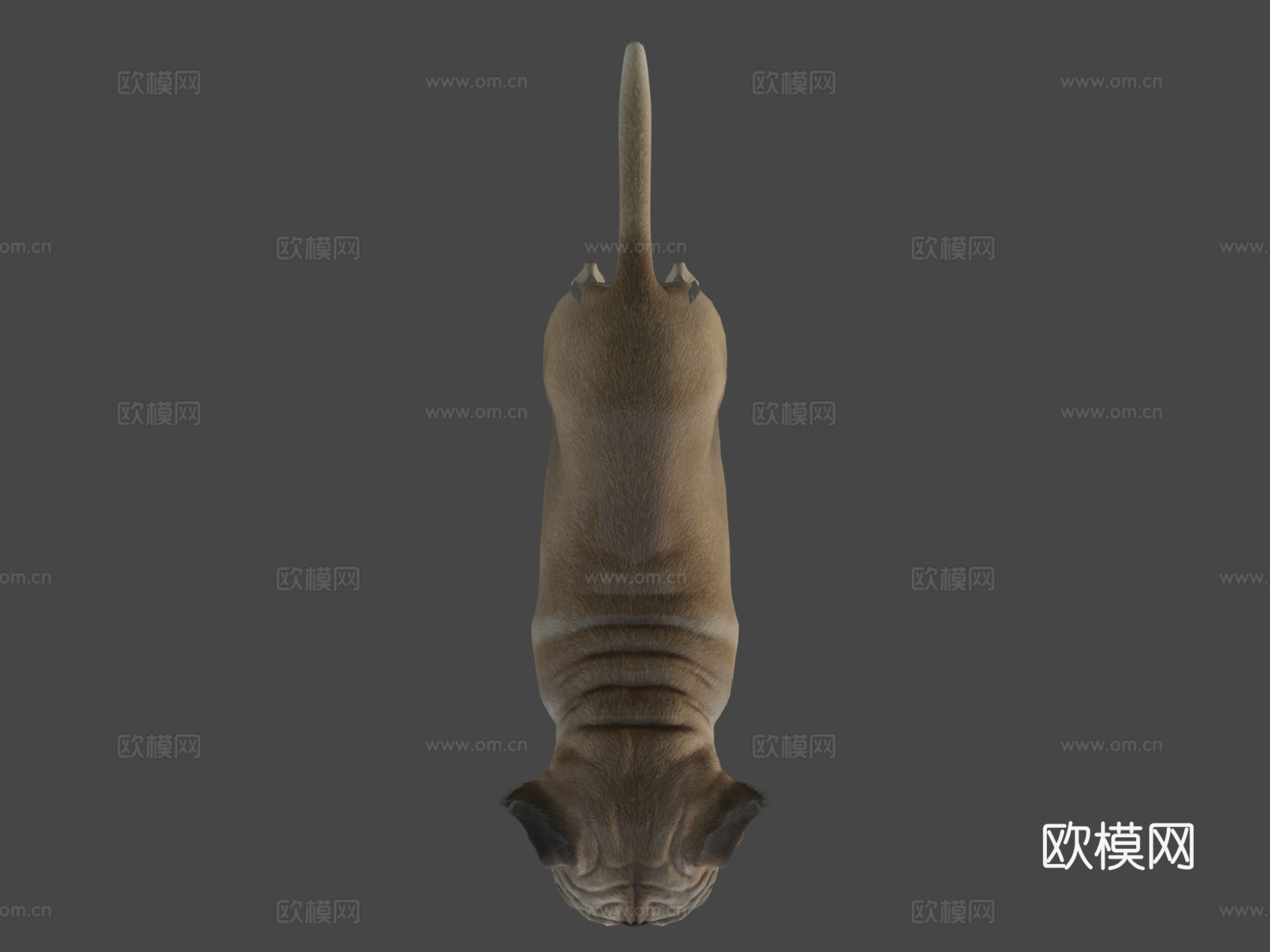 狗哈巴狗v2su模型