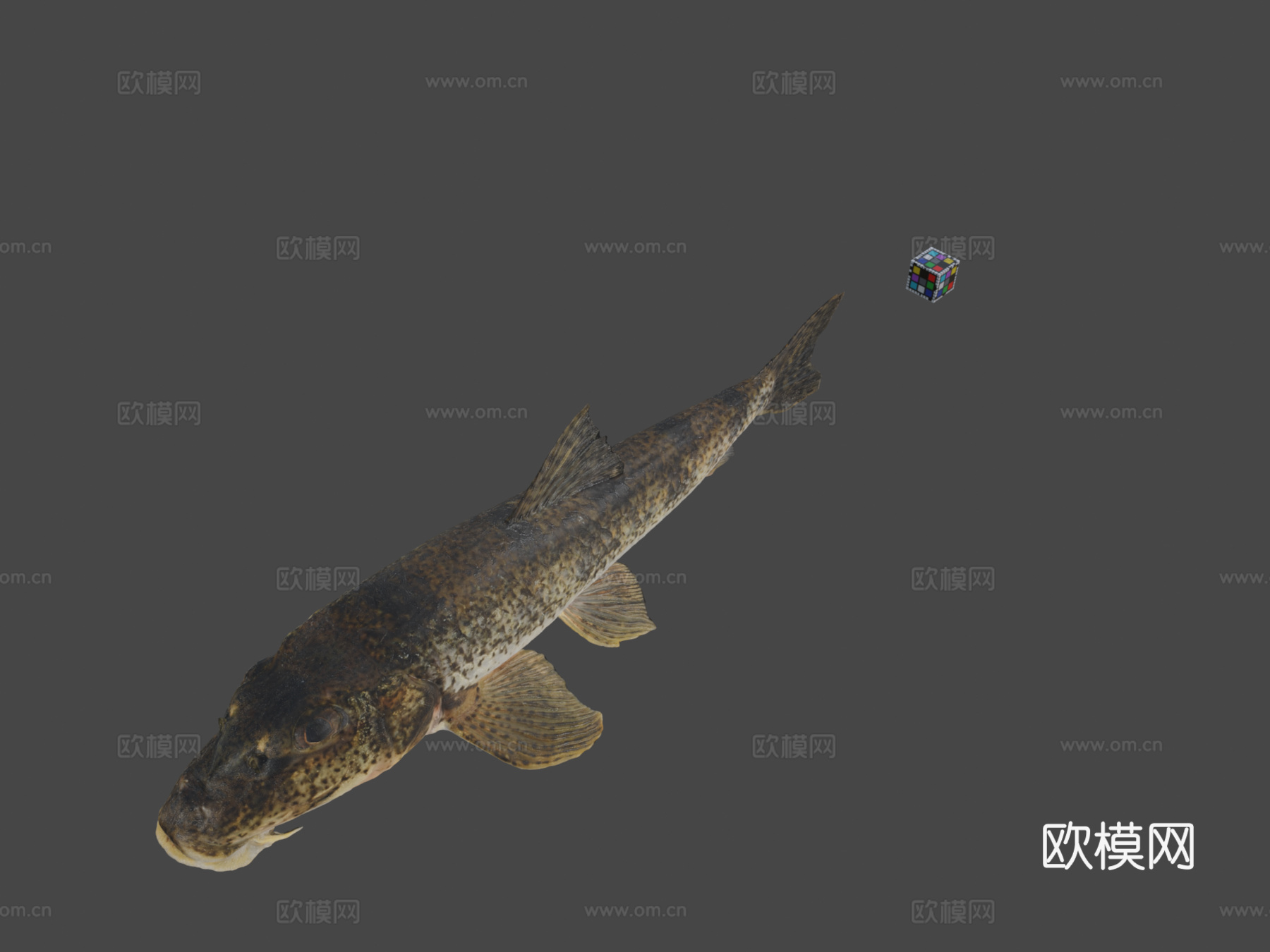 CC0日本鱥鱥鱼su模型