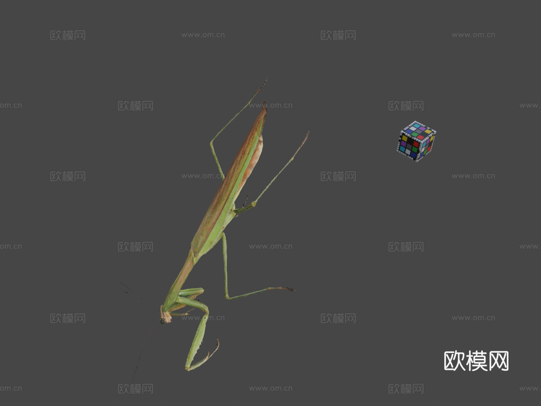 CC0大螳螂中华大刀螳su模型