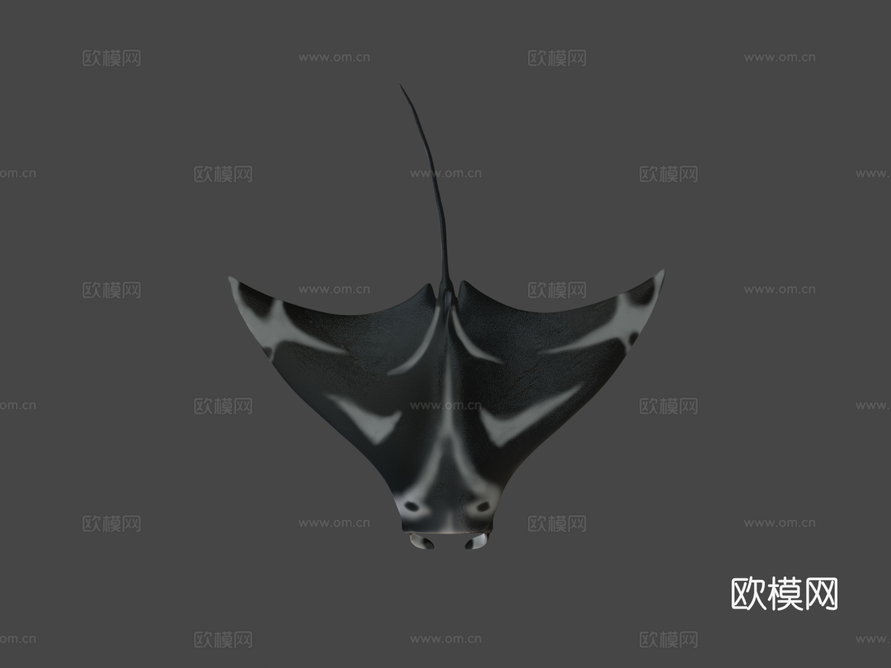 动画蝠鲼su模型