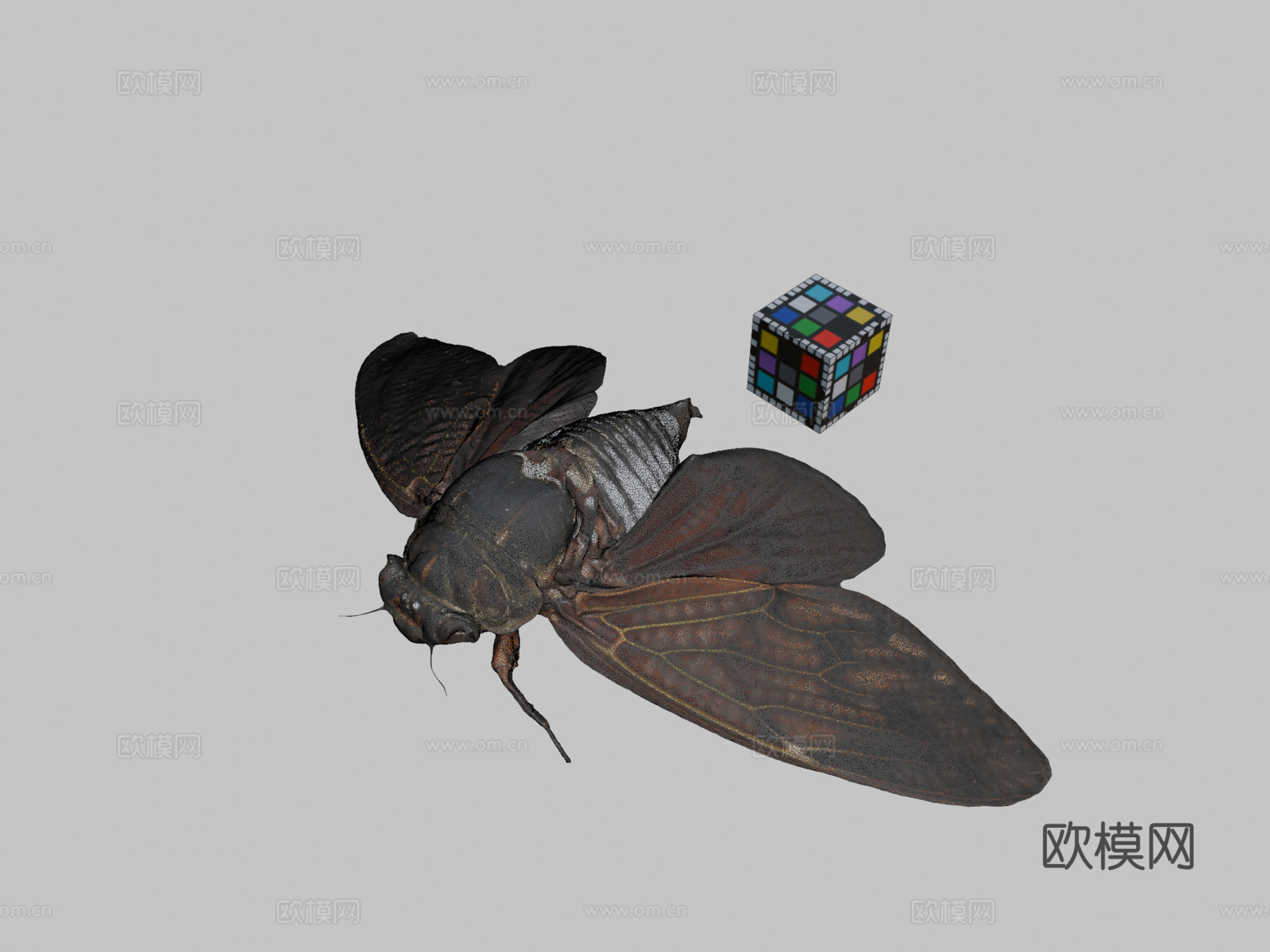 CC0油蝉大型褐蝉G.nigrofuscatasu模型下载（渲染图2）