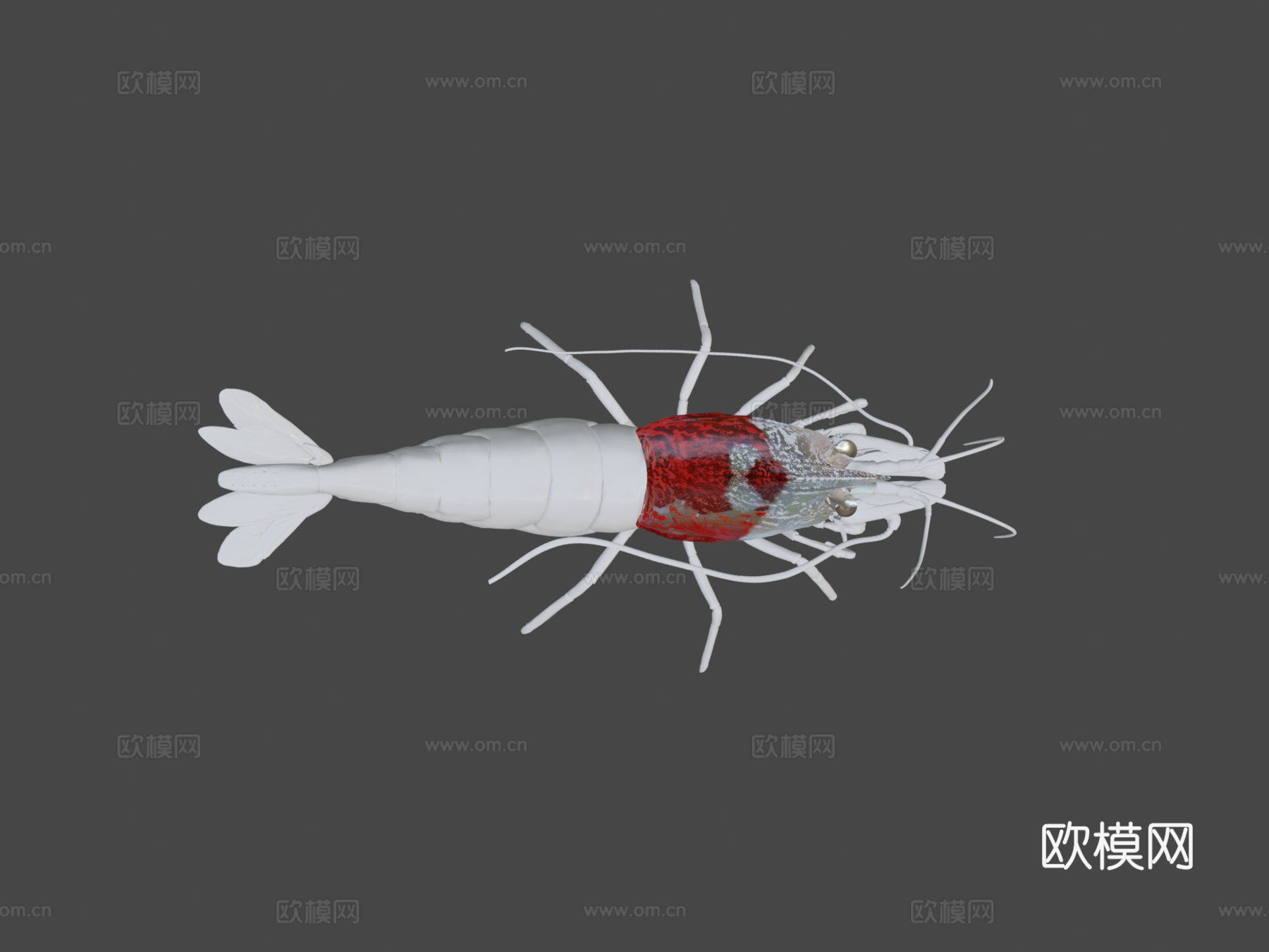 虾纹理测试su模型