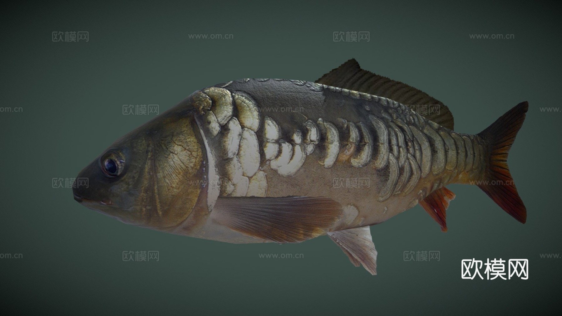 镜鲤su模型下载（渲染图1）