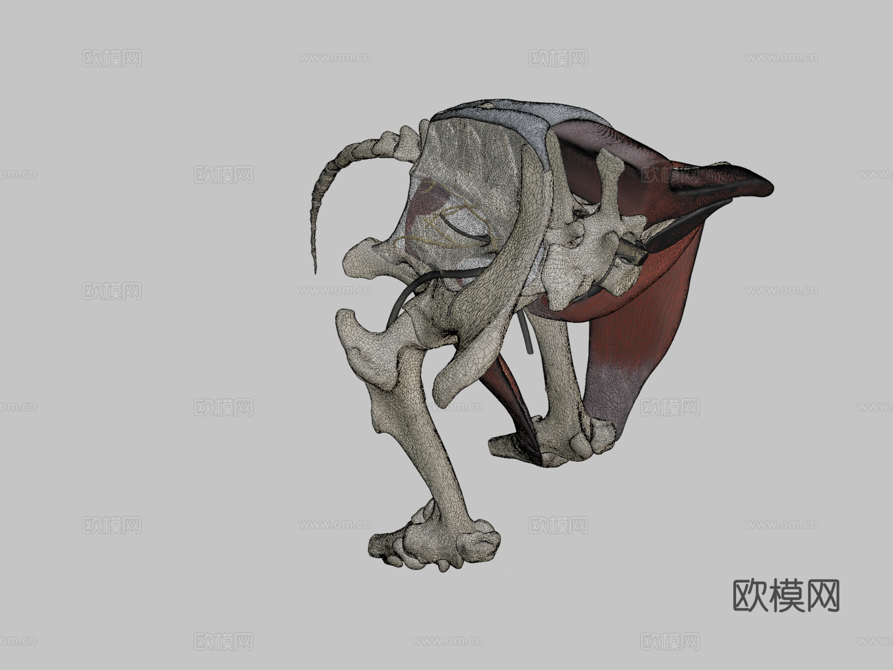 马骶髂区神经分布su模型