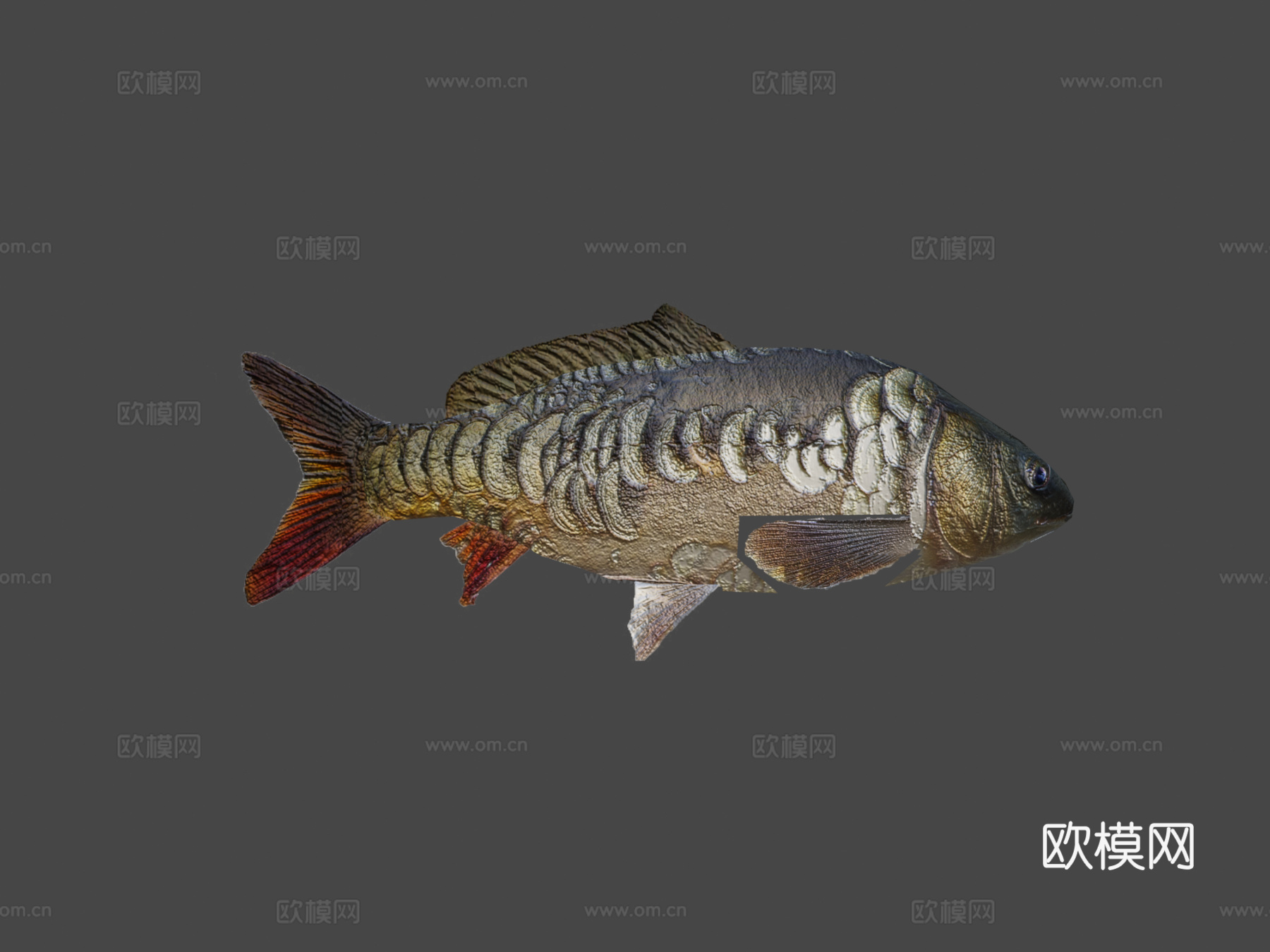镜鲤su模型下载（渲染图8）