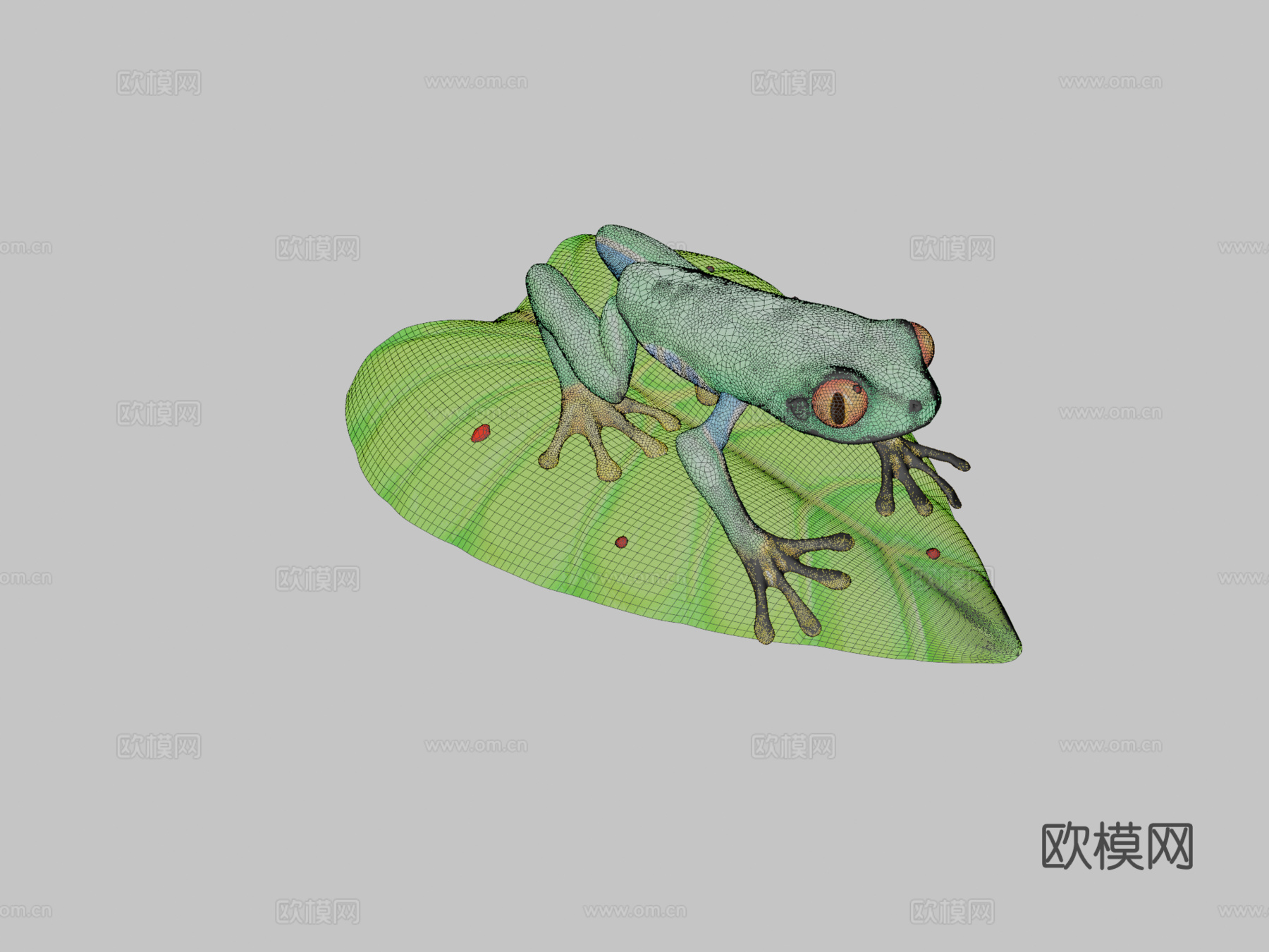 红眼树蛙su模型下载（渲染图2）