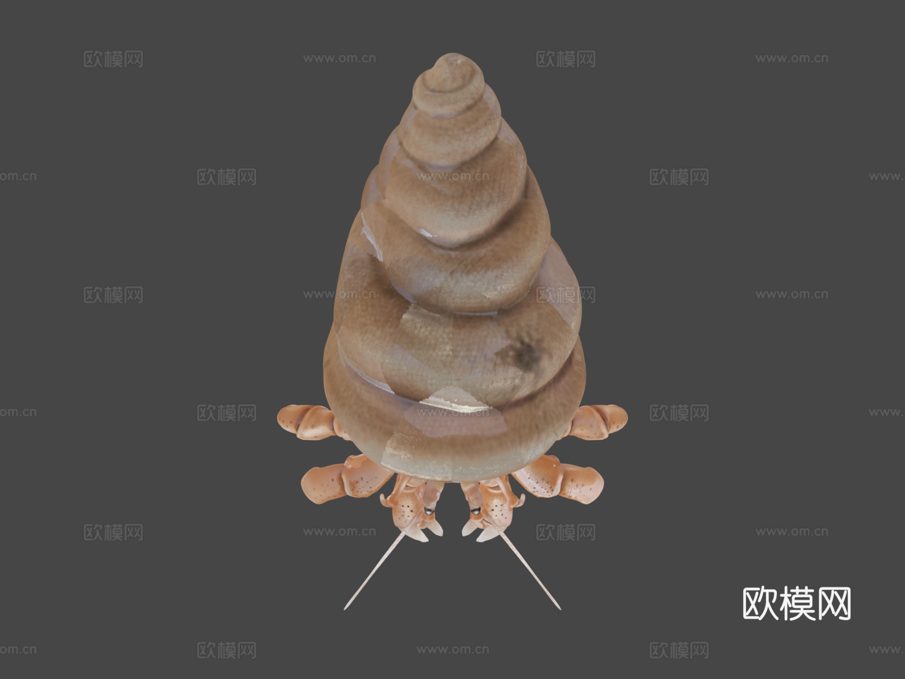 贫血寄居蟹su模型下载（渲染图8）