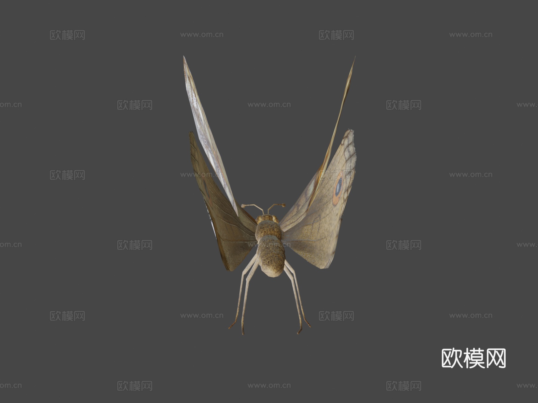 柑橘凤蝶绑定su模型