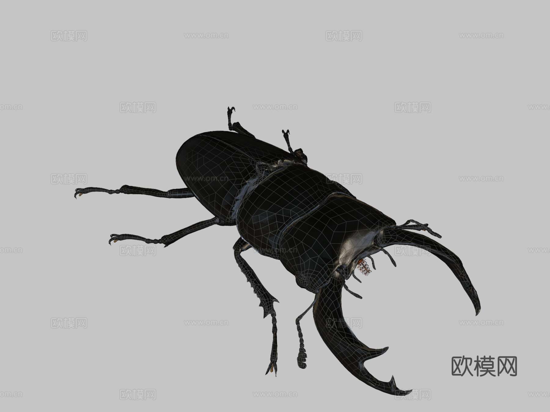 双瘤大锹甲su模型