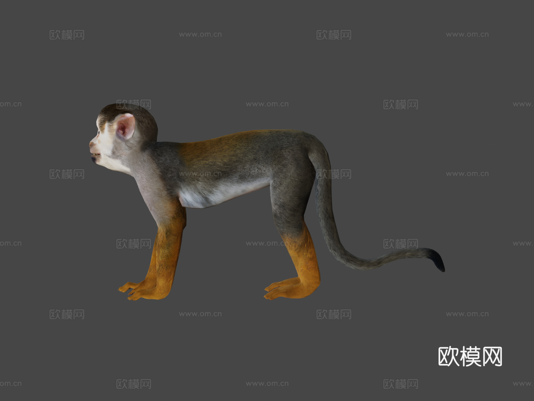 松鼠猴游戏就绪su模型