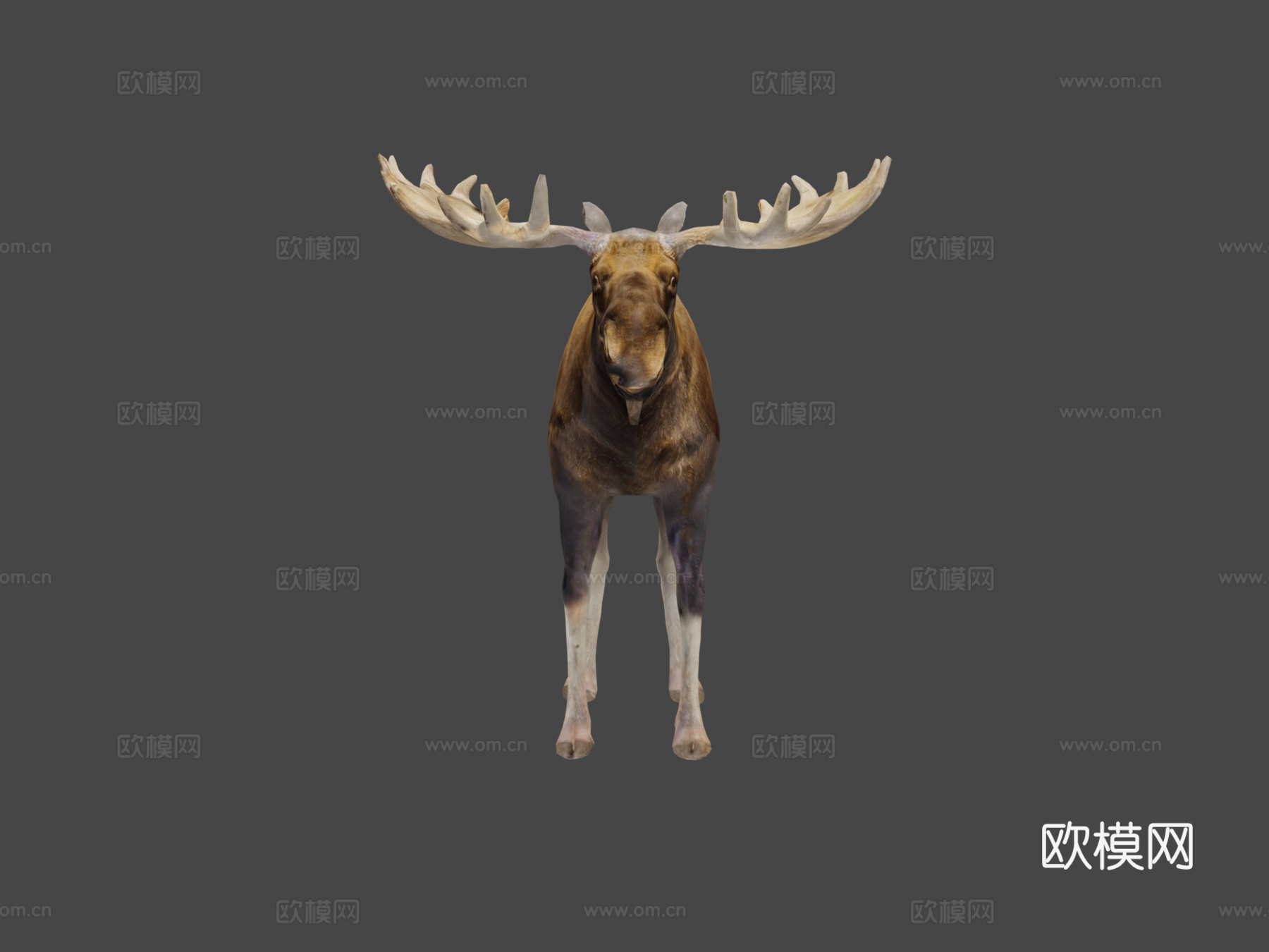 欧亚驼鹿哺乳动物低多边形su模型