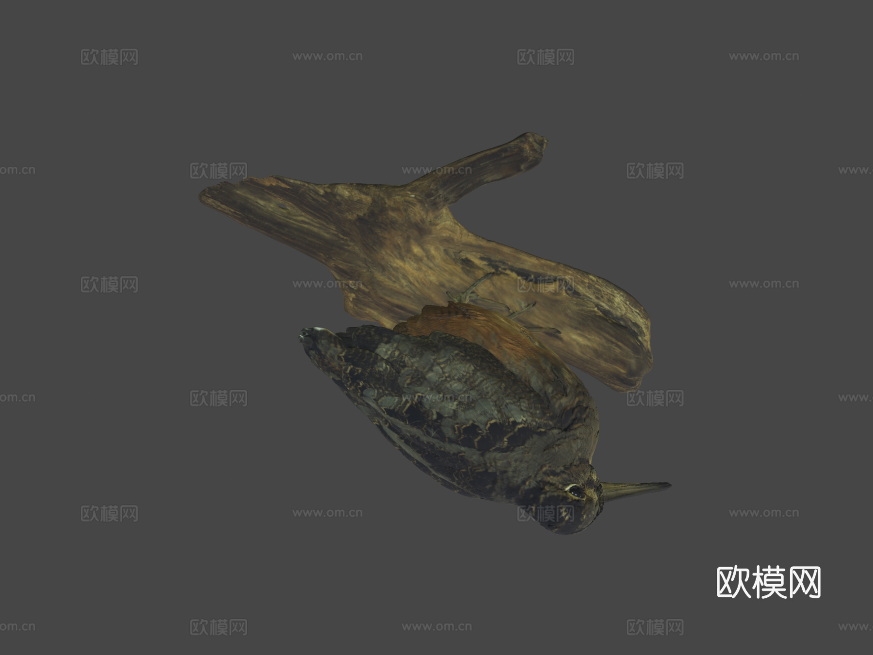 美洲丘鹬su模型下载（渲染图7）