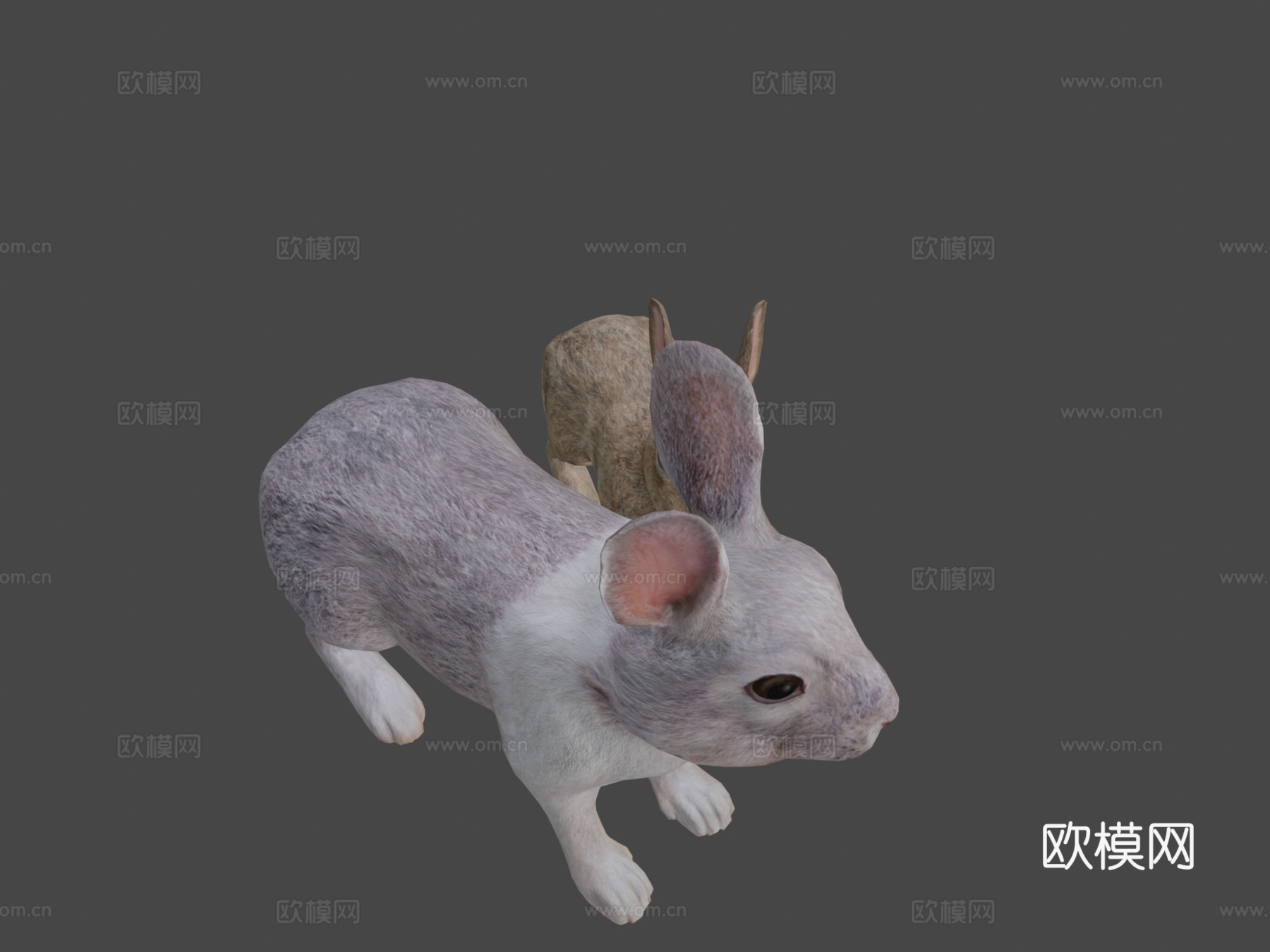 兔子家族su模型